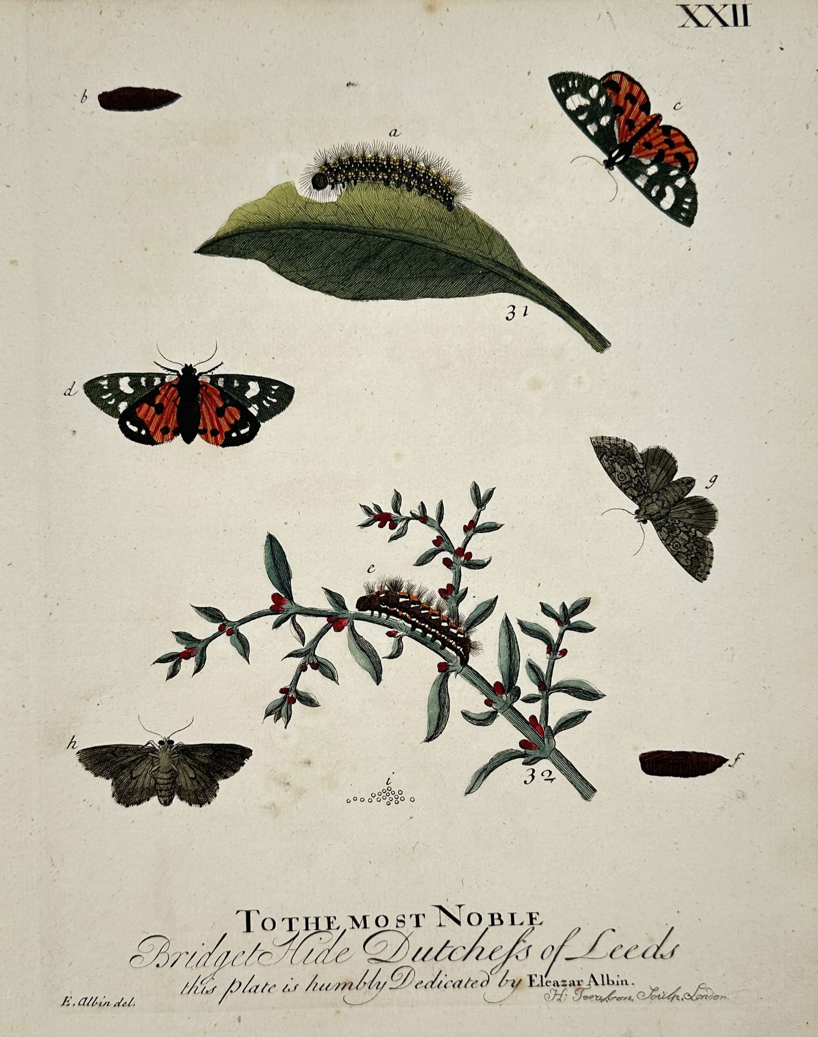 Eleazar Albin (Active 1713–1759) – Studies of Moths and Caterpillars on Flowering Branches: "To the most Noble Bridget Hyde Dutchess of Leeds this plate is humbly Dedicated by Eleazar Albin." This hand-coloured engraving illustrates the biological progression of two moth species. The upper p