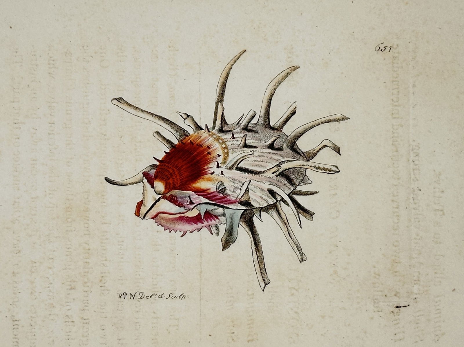 Frederick Nodder (active 1770–1800) – Natural History Study of a Thorny Oyster (1 of 2)