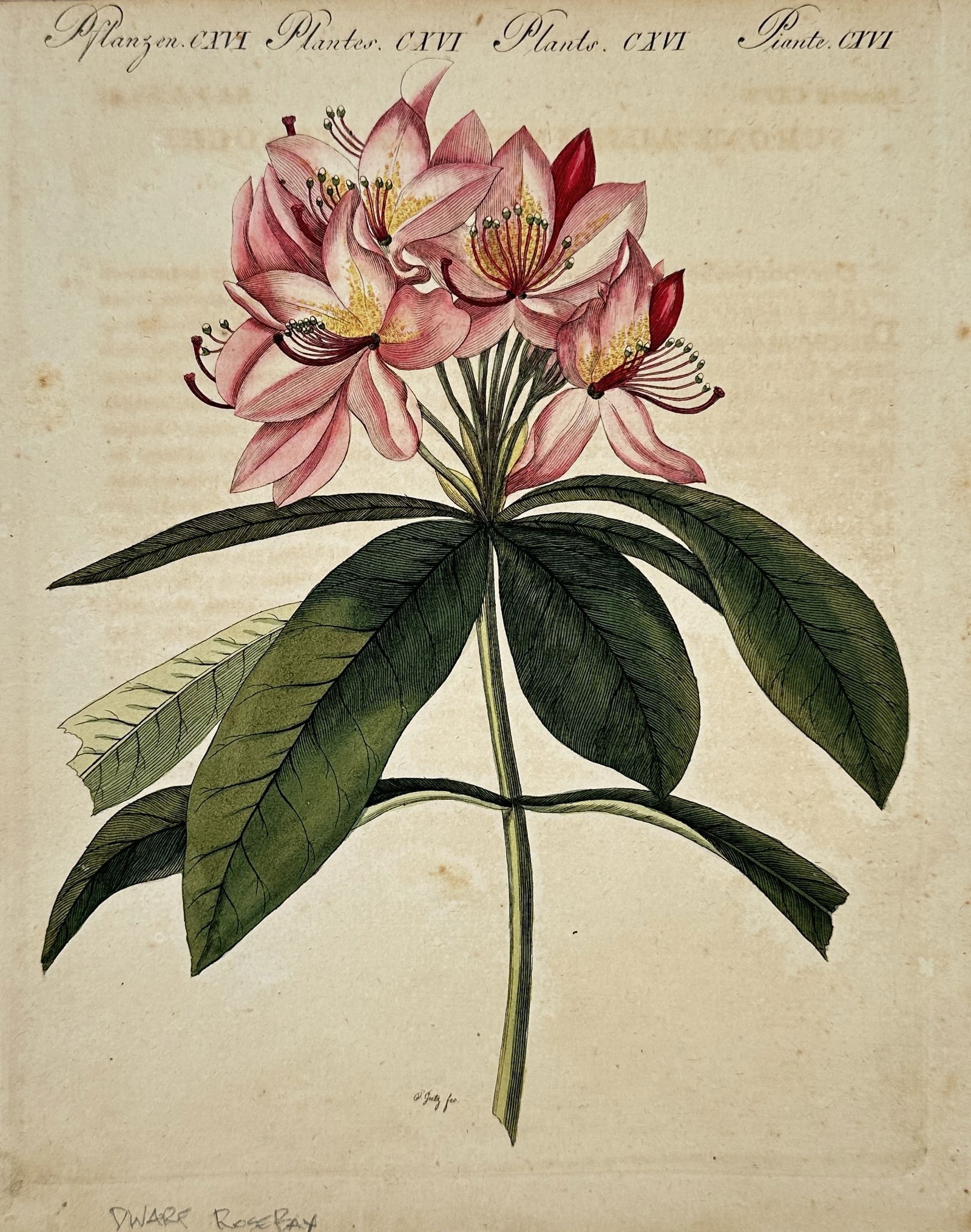 Friedrich Justin Bertuch (1747–1822) – Botanical Study of a Dwarf Rosebay – Engraving (1 of 2)