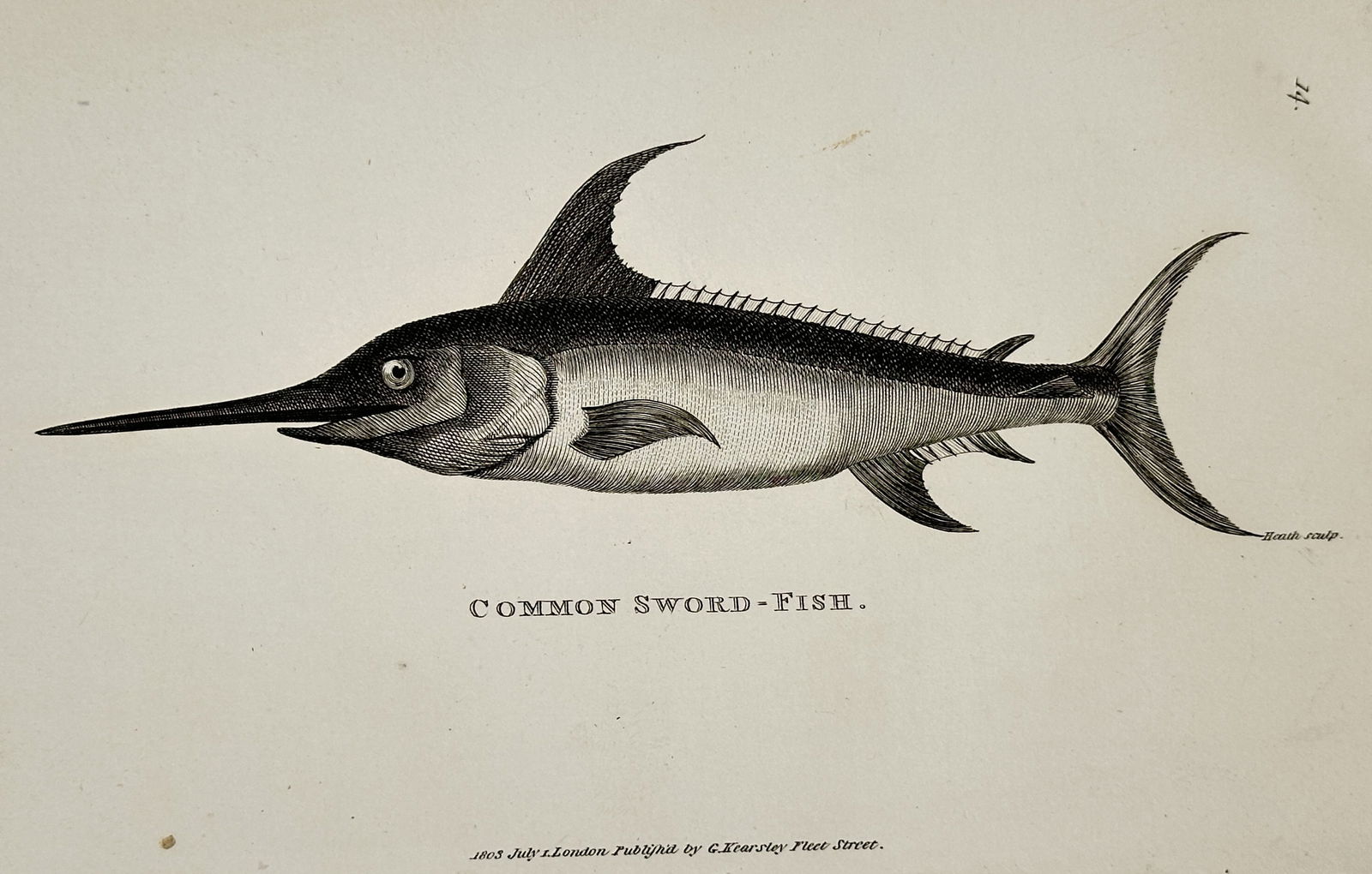George Shaw (1751–1813) – Common Sword-Fish – Engraving (1803): "Common Sword-Fish" presents a natural history study of the species Xiphias gladius, known for its elongated, sword-like upper jaw. The work illustrates the fish in profile, featuring a prominent dors