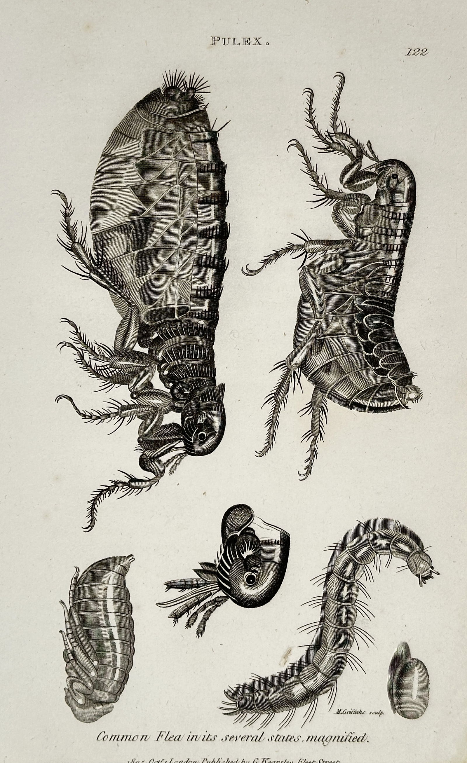 George Shaw (1751–1813) – Entomological Study of the Common Flea – Engraving (1805) (1 of 2)