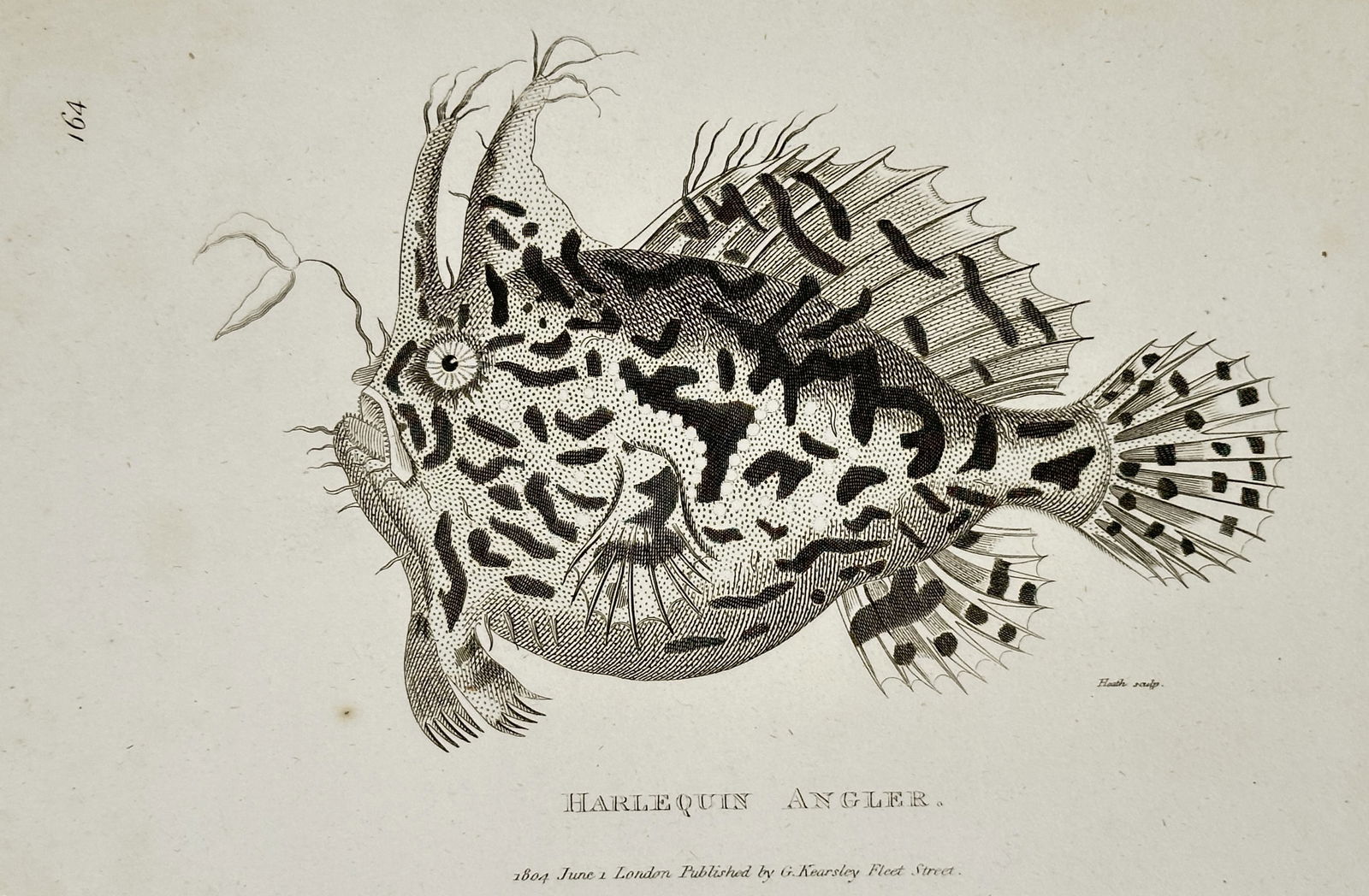 George Shaw (1751–1813) – Harlequin Angler – Engraving (1804): "Harlequin Angler" presents a natural history study of the species Histrio histrio, a member of the frogfish family known for its camouflaged appearance. The work illustrates the fish in profile, high