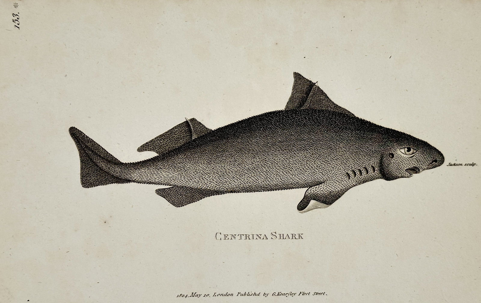 George Shaw (1751–1813) – Natural History Study of a Centrina Shark – Engraving (1804) (1 of 2)