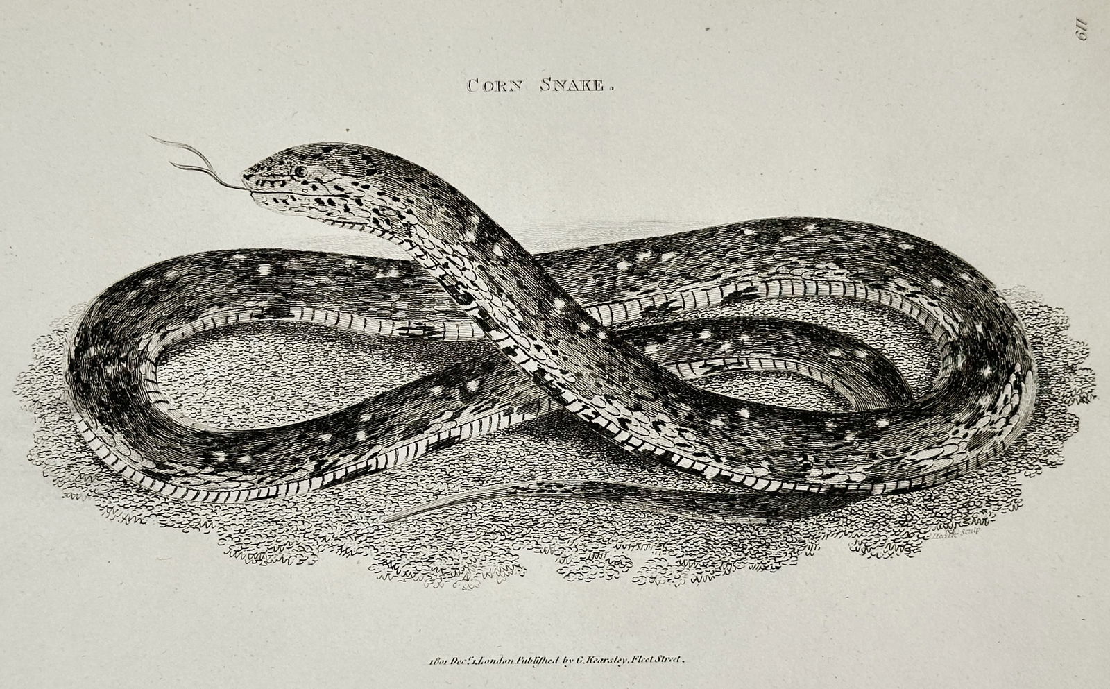 George Shaw (1751–1813) – Natural History Study of a Corn Snake – Engraving (1802) (1 of 2)