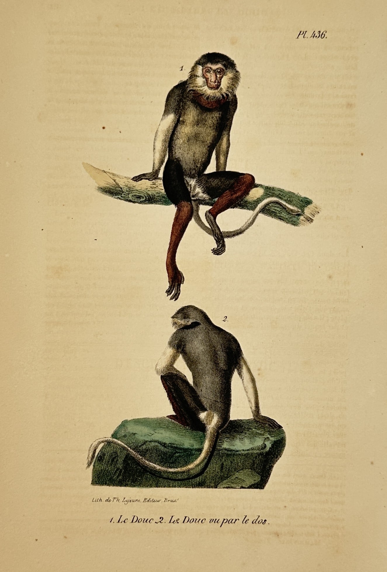 George-Louis Leclerc, Comte de Buffon – Natural History Study of the Douc (1 of 2)