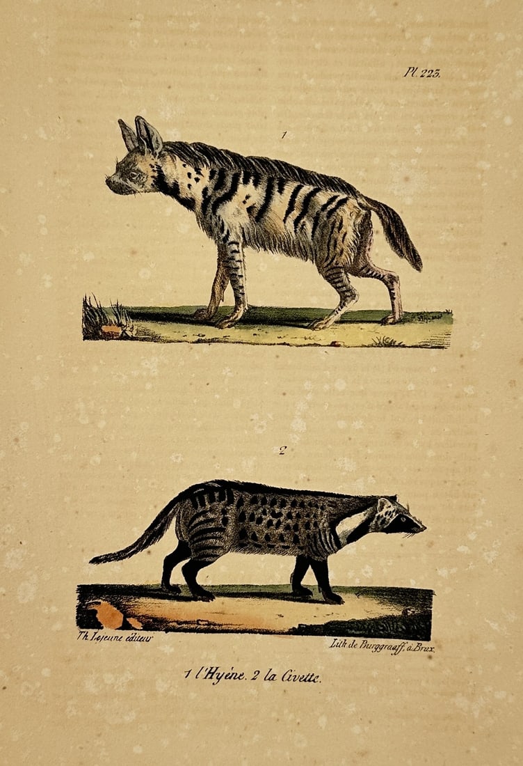 George-Louis Leclerc, Comte de Buffon – Natural History Study of the Hyena and Civet (1 of 2)