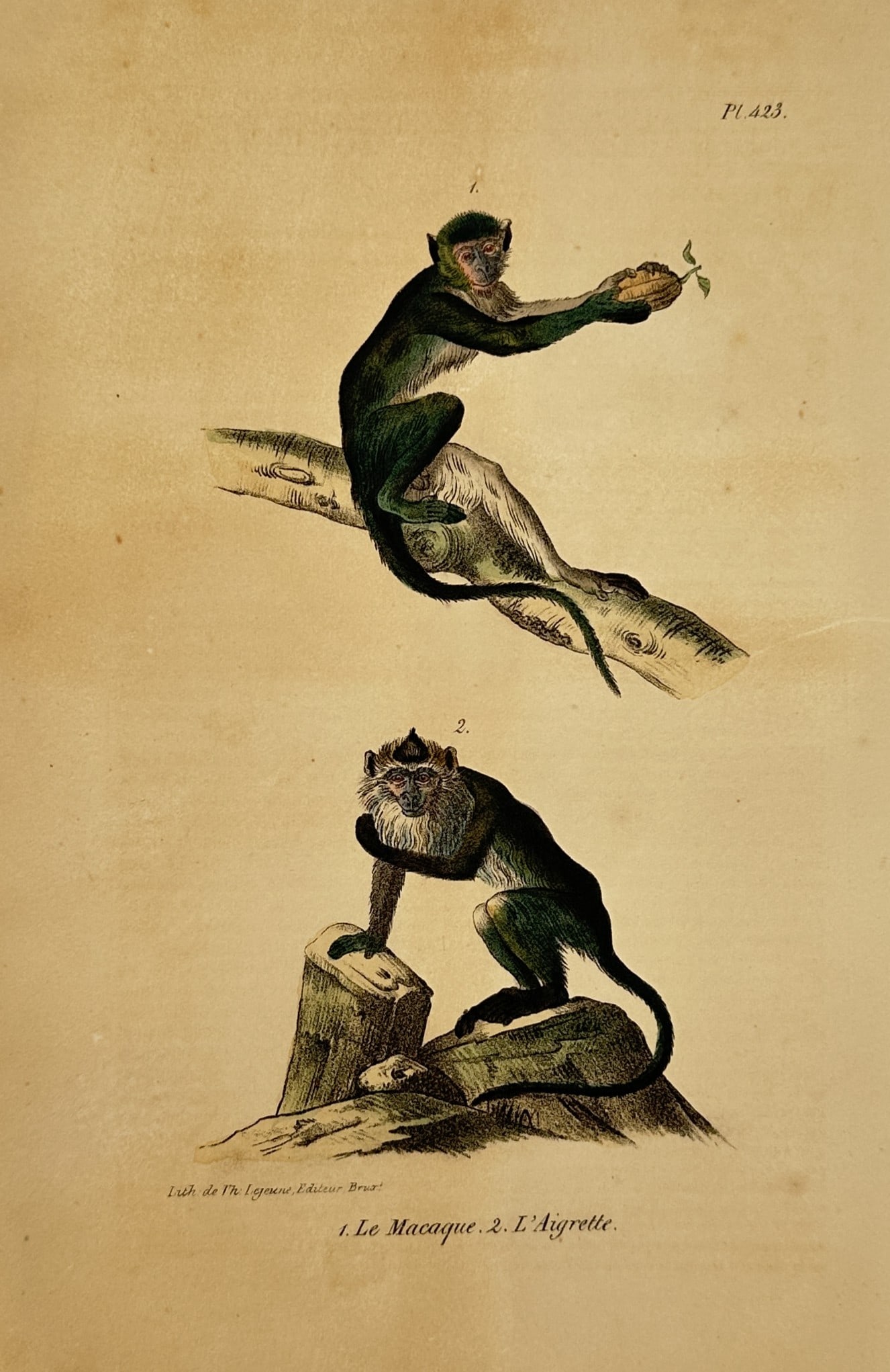 George-Louis Leclerc, Comte de Buffon – Natural History Study of the Macaque and Egret Monkey (1 of 2)