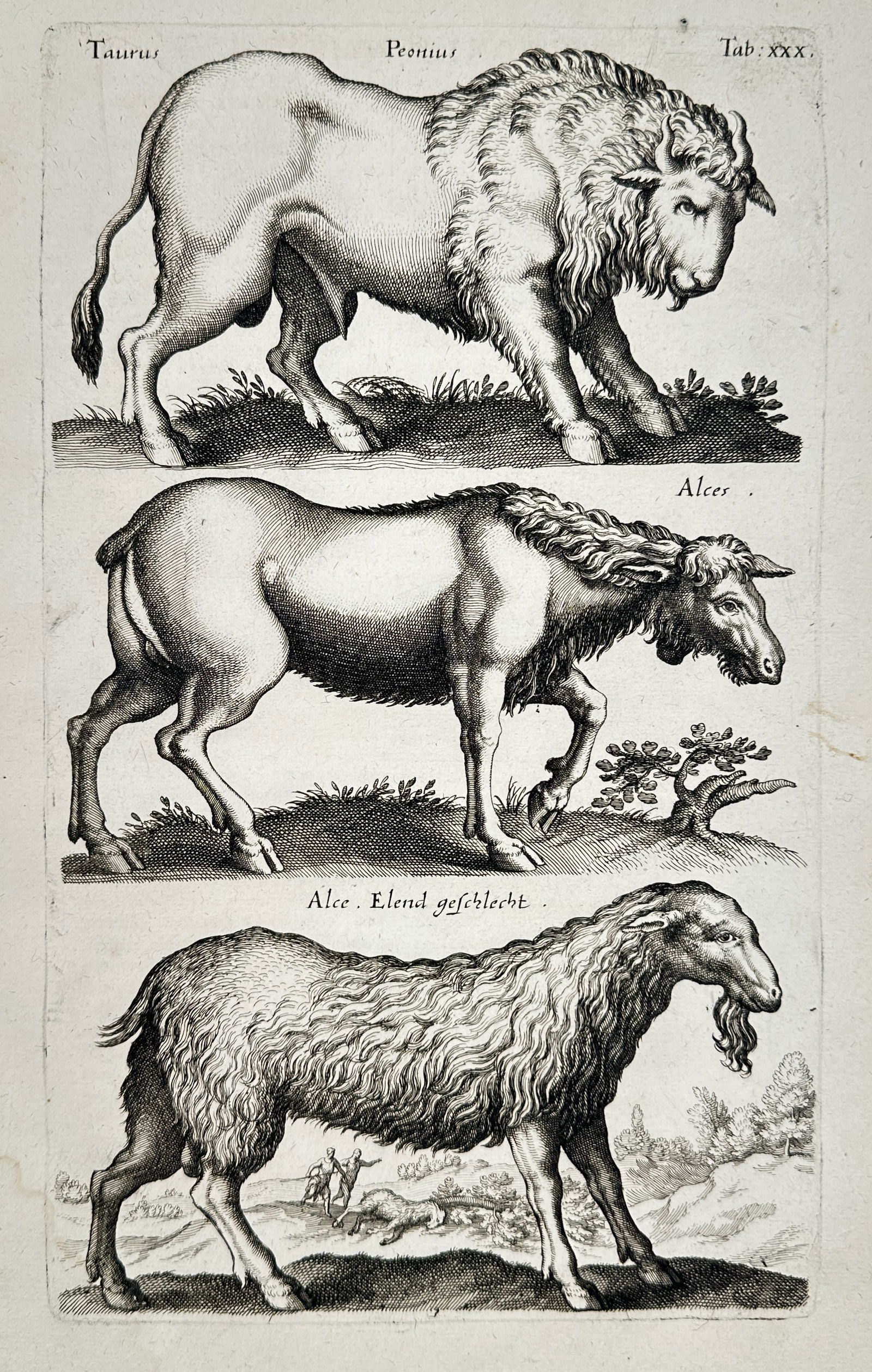 Jan Jonston (1603–1675) – Studies of a Bison, an Elk, and a Sheep – Engraving (1650) (1 of 2)