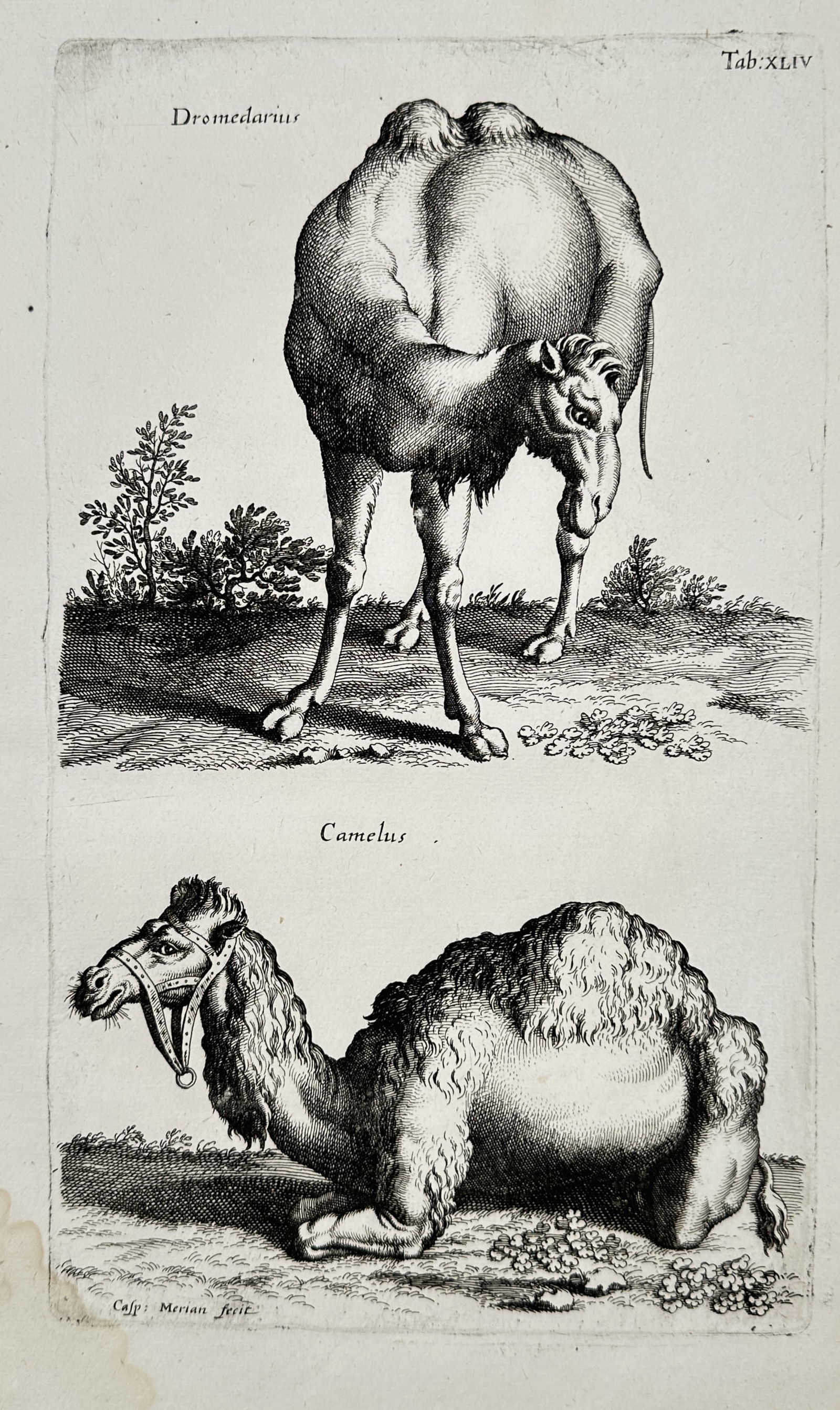 Jan Jonston (1603–1675) – Studies of a Dromedary and a Camel – Engraving (1650) (1 of 2)