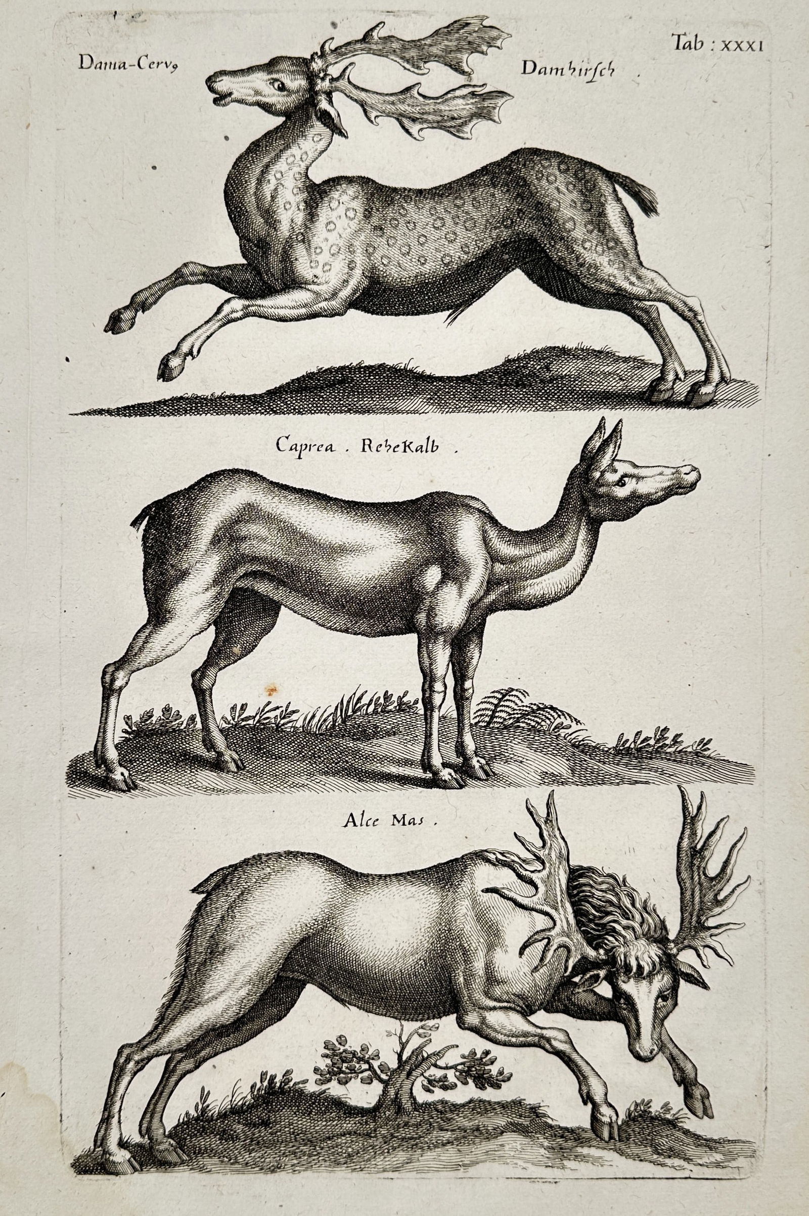 Jan Jonston (1603–1675) – Studies of Deer and an Elk – Engraving (1650) (1 of 2)