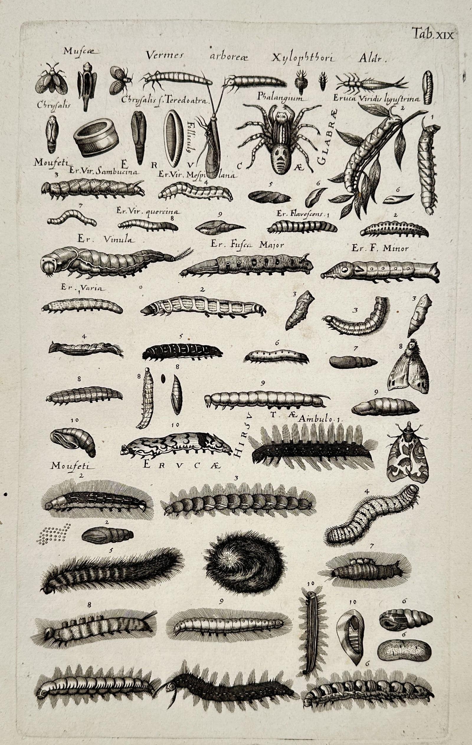 Jan Jonston (1603–1675) – Studies of Insects and Larvae – Engraving (1650) (1 of 2)