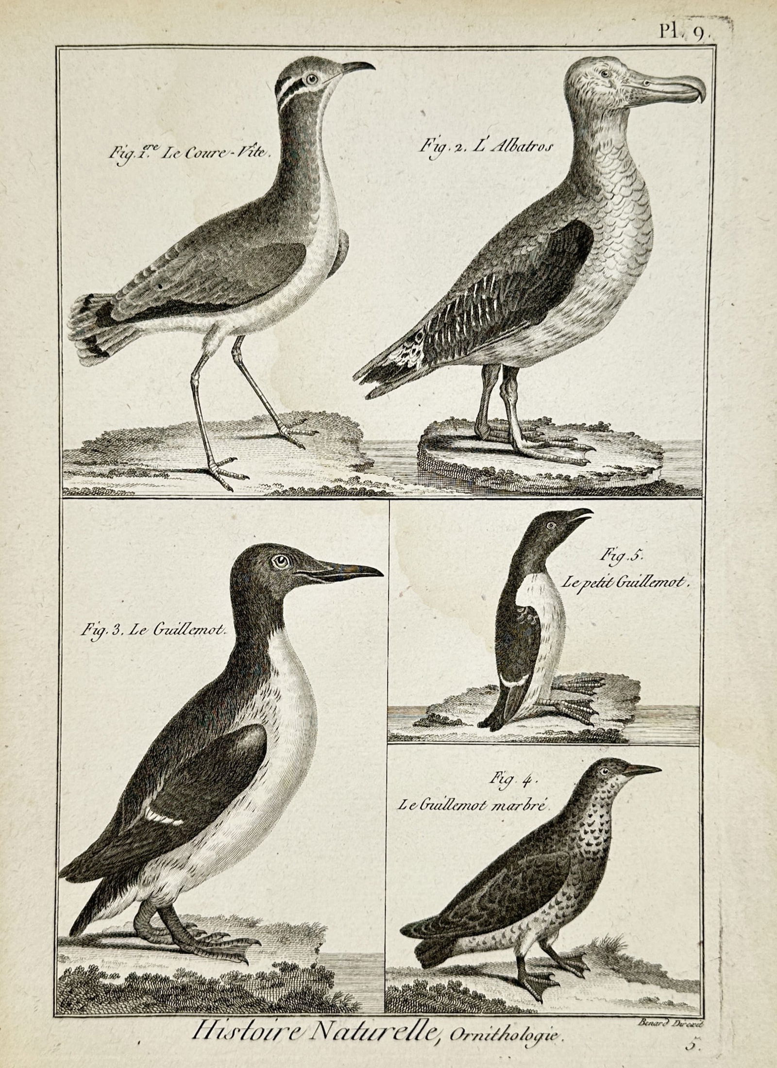 Robert Bénard (1734–1777) – Ornithological Study of Albatross and Guillemots – Engraving (1 of 2)