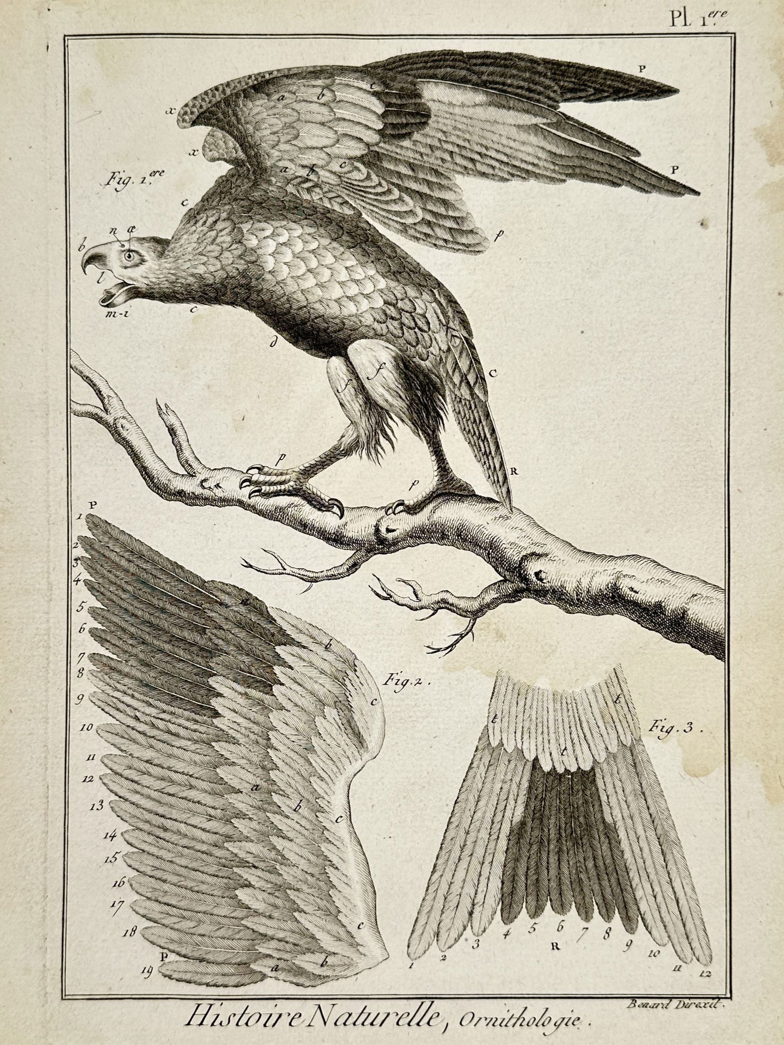 Robert Bénard (1734–1777) – Ornithological Study of an Eagle and Plumage – Engraving (1 of 2)