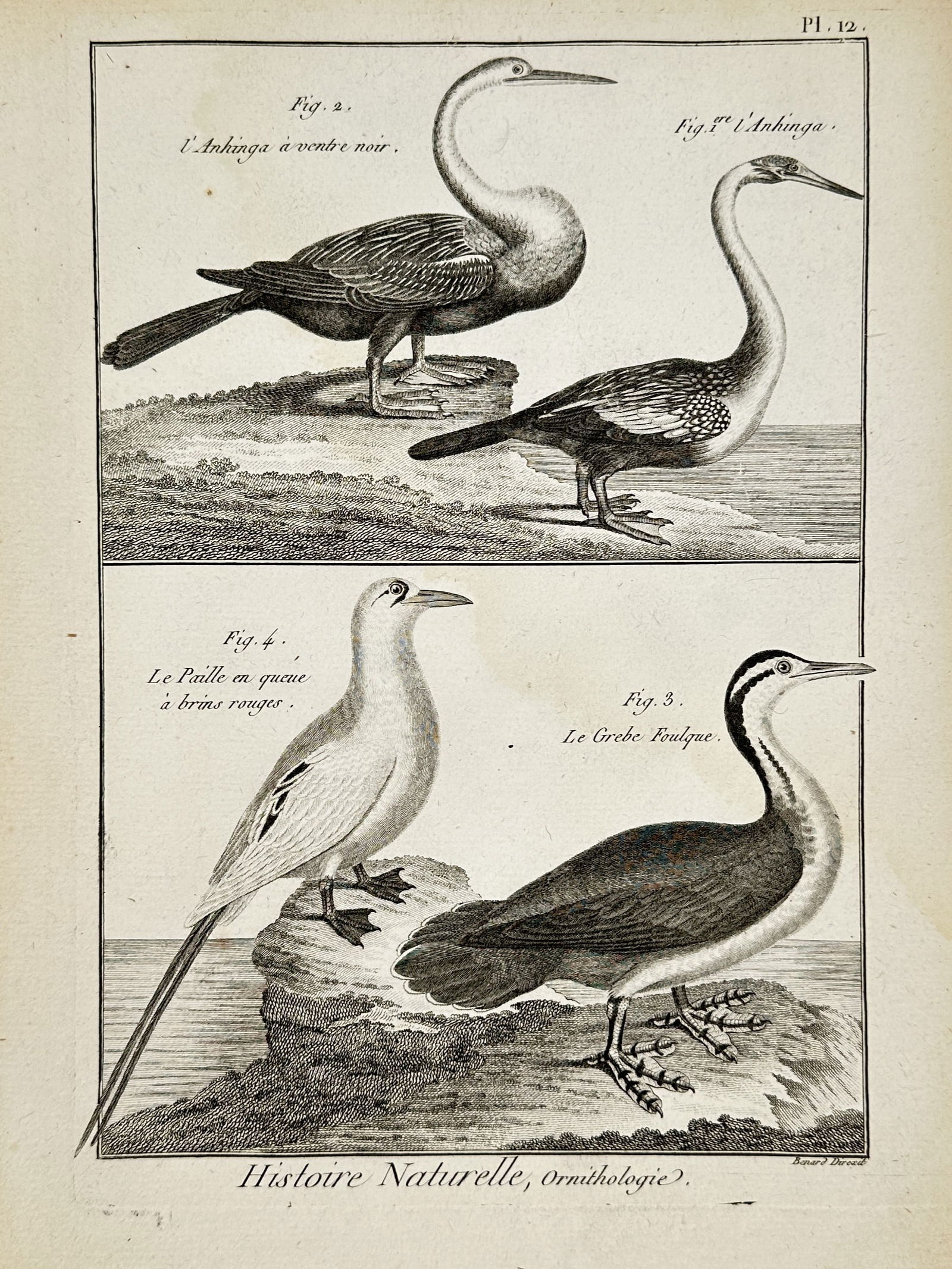 Robert Bénard (1734–1777) – Ornithological Study of Anhingas, Tropicbirds, and Grebes – (1 of 2)