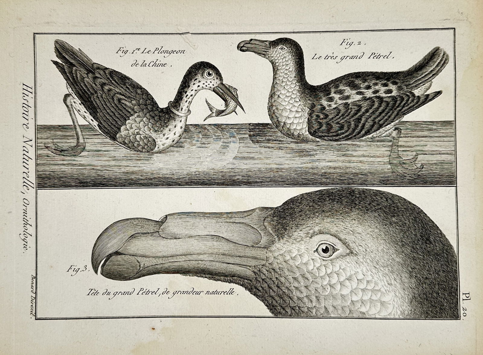 Robert Bénard (1734–1777) – Ornithological Study of Great Petrels and Chinese Diver –: "Histoire Naturelle, Ornithologie" illustrates three distinct avian studies including a Chinese Diver catching a fish, a Giant Petrel floating on the water's surface, and a large-scale anatomical prof