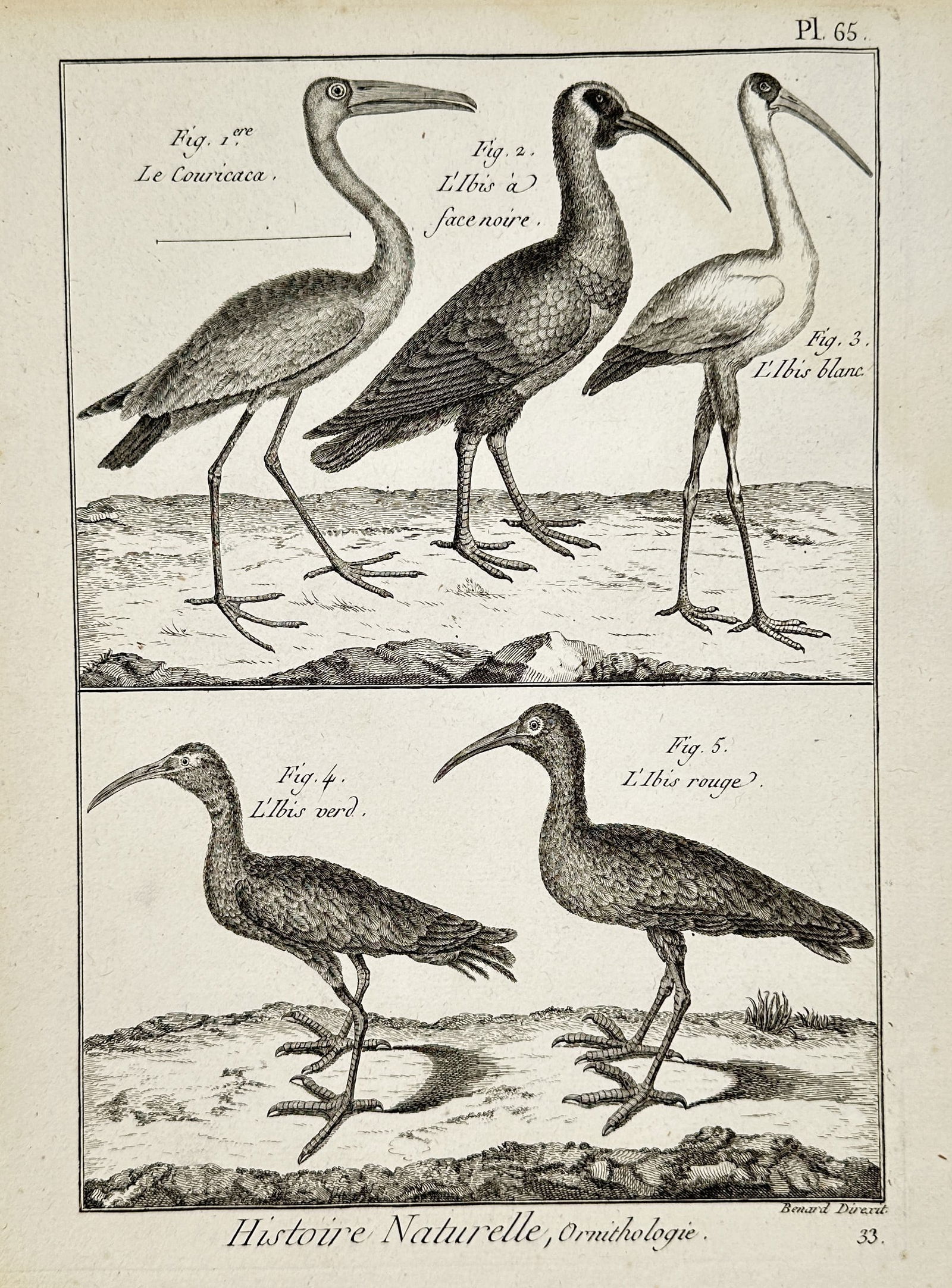 Robert Bénard (1734–1777) – Ornithological Study of Ibises and Couricaca – Engraving (1 of 2)