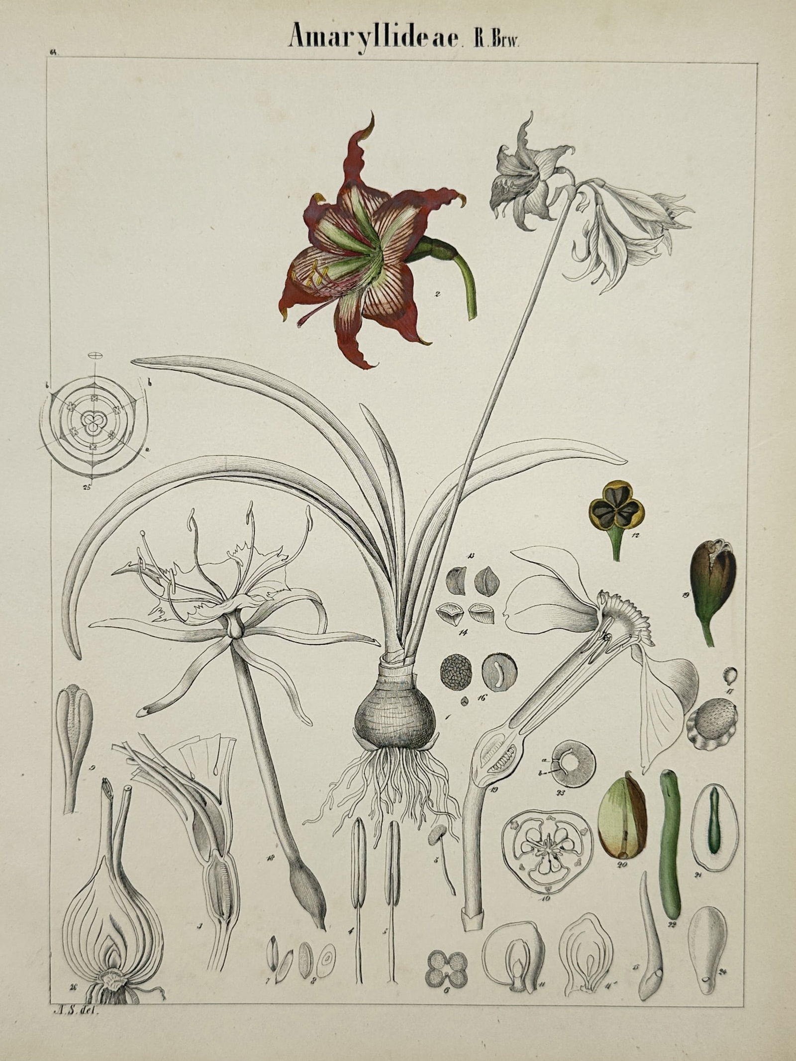 Adalbert Schnizlein (1814-1868) – Amaryllidaceae – Lithograph (Hand-coloured) (1843) (1 of 2)