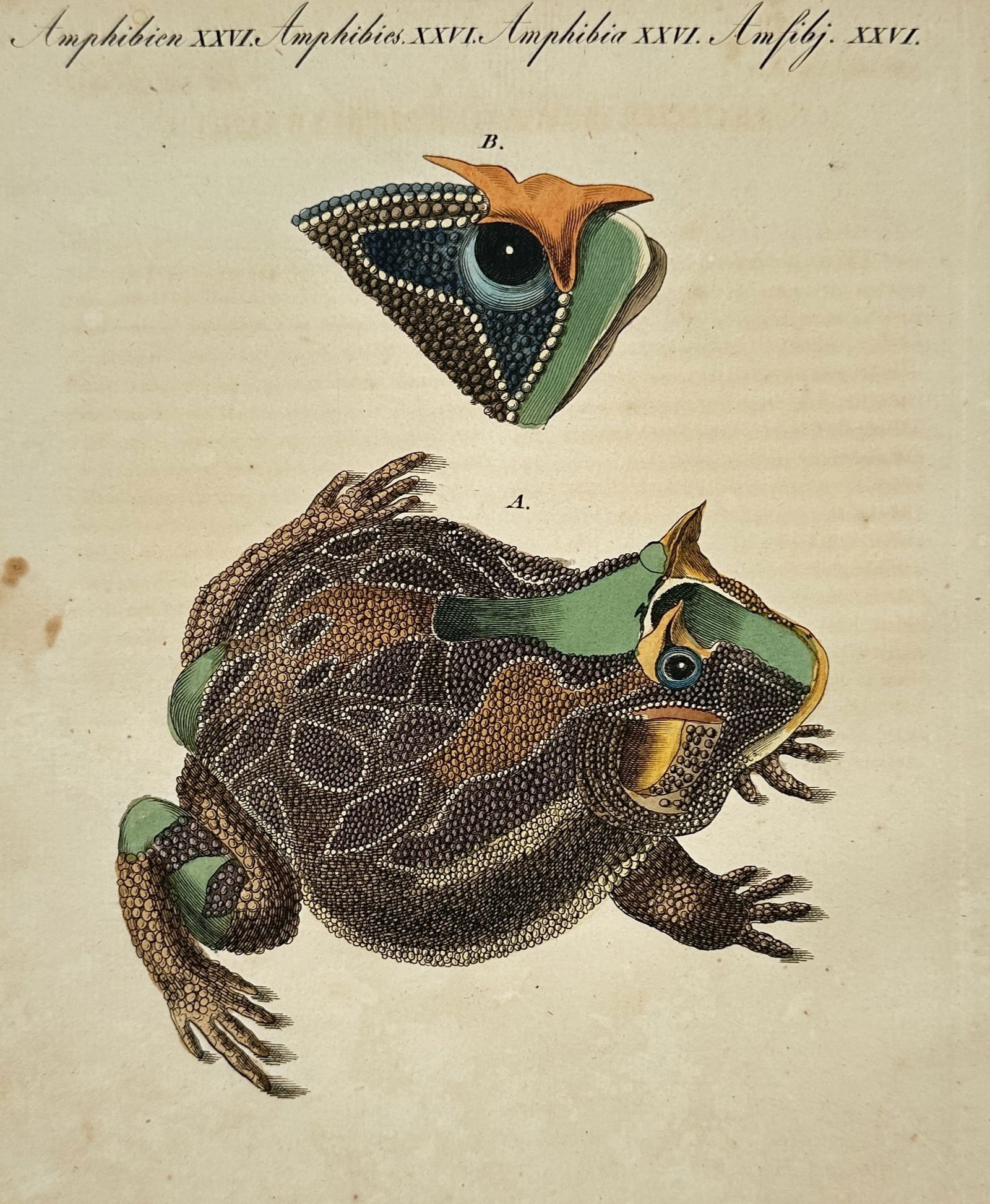 Friedrich Justin Bertuch (1747-1822) – Brazilian Horned Frog – Hand-coloured etching (1792) (1 of 2)