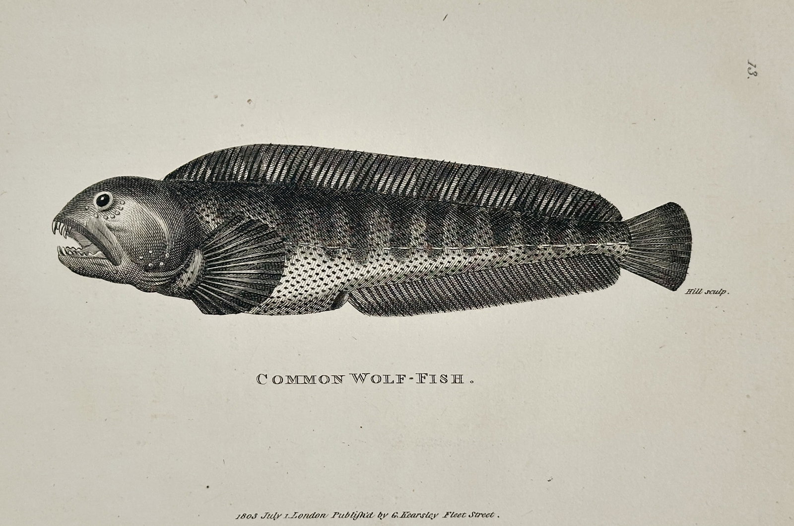George Shaw (1751-1813) – Common Wolf-fish – Engraving (1803) (1 of 2)