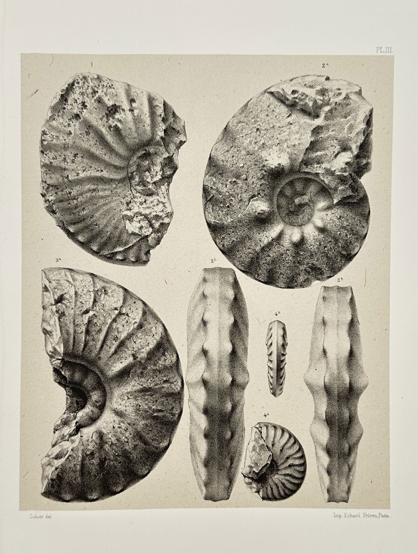 Erhard Frères (Active Late 19th Century) – Study of Fossilized Ammonites – Lithograph (1894) (1 of 2)