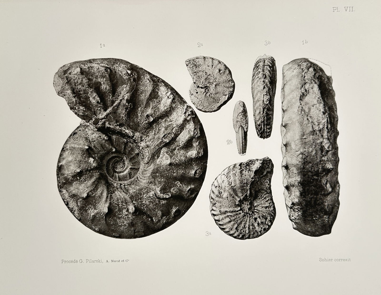 Erhard Frères (Active Late 19th Century) – Study of Fossilized Cephalopods – Lithograph (1894): "Pl. VII" is a lithograph featuring several detailed scientific views of fossilized cephalopods, including various species of ammonites. The composition presents multiple specimens from both lateral a