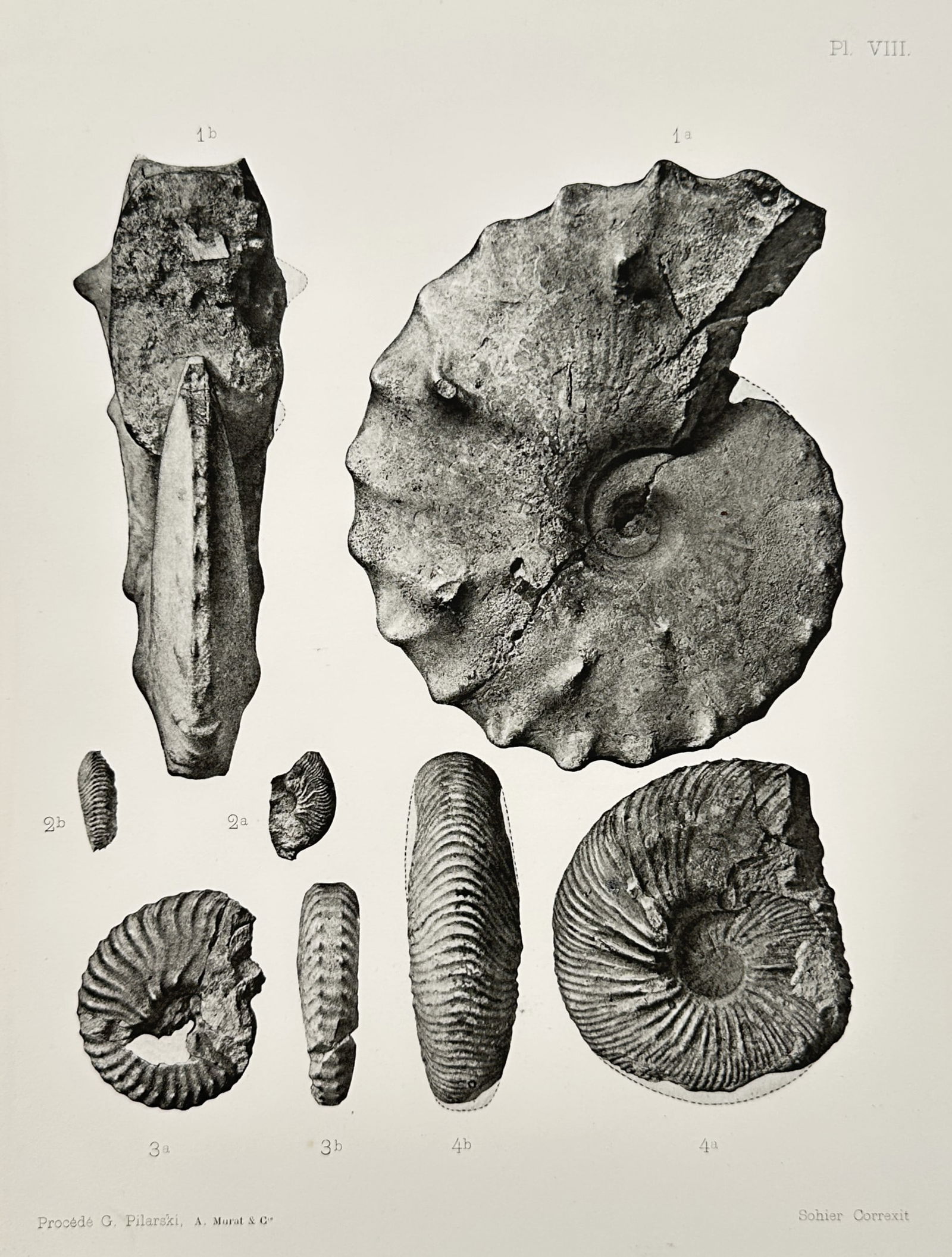 Erhard Frères (Active Late 19th Century) – Study of Fossilized Mollusks – Lithograph (1894) (1 of 2)