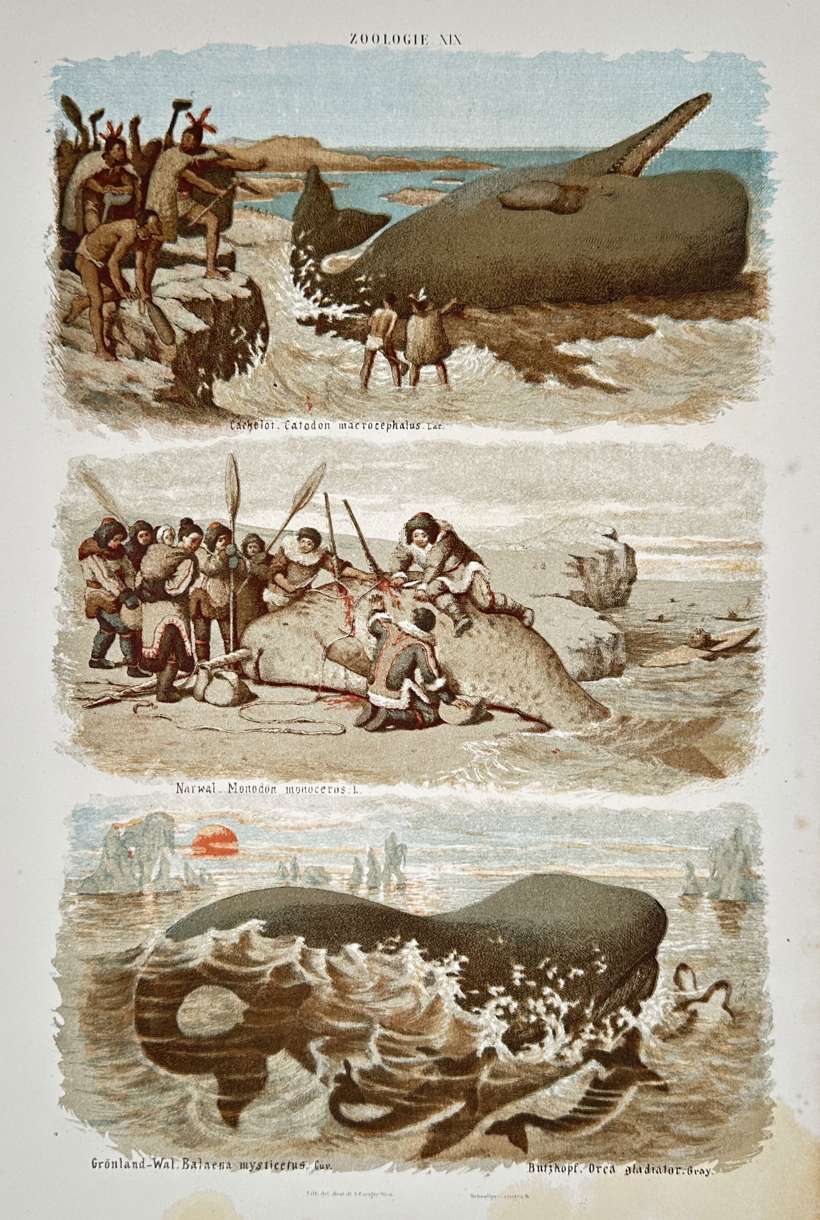 Gustav von Hayek (1836–1911) – Studies of Giraffe, Musk Deer, and Guanaco – Lithograph (1885) (1 of 2)