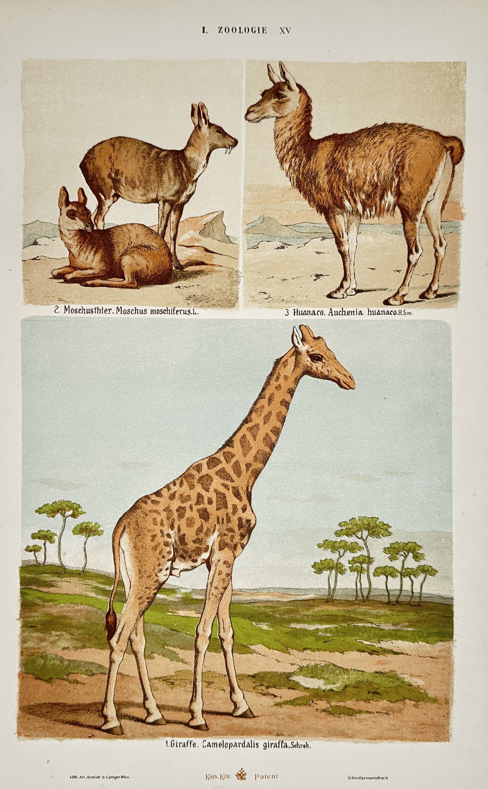 Gustav von Hayek (1836–1911) – Studies of Boar, Swine, Cattle, and Bison – Lithograph (1 of 2)