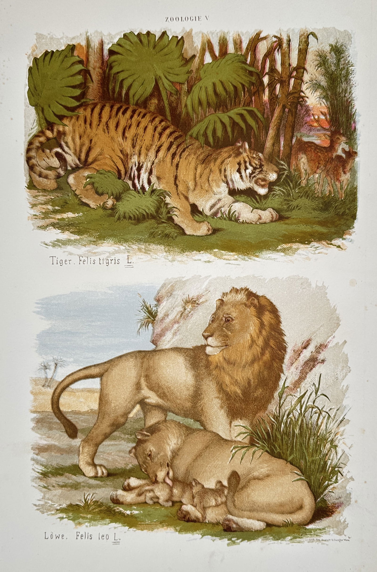 Gustav von Hayek (1836–1911) – Studies of Tigers and Lions – Lithograph (1885) (1 of 2)