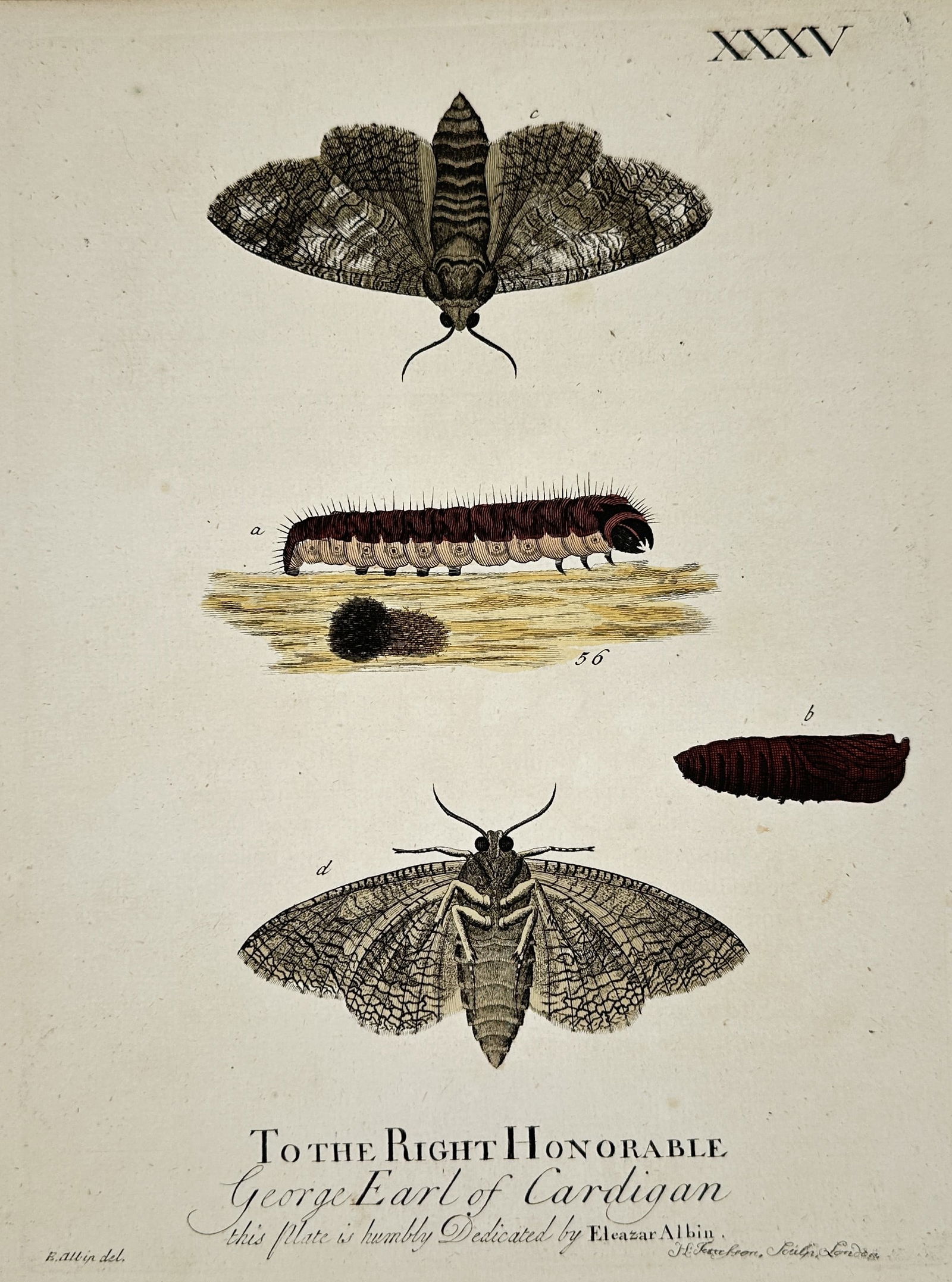 Eleazar Albin (Active 1690–1742) – Studies of Moths, Caterpillar, and Pupa – Etching (1720) (1 of 2)