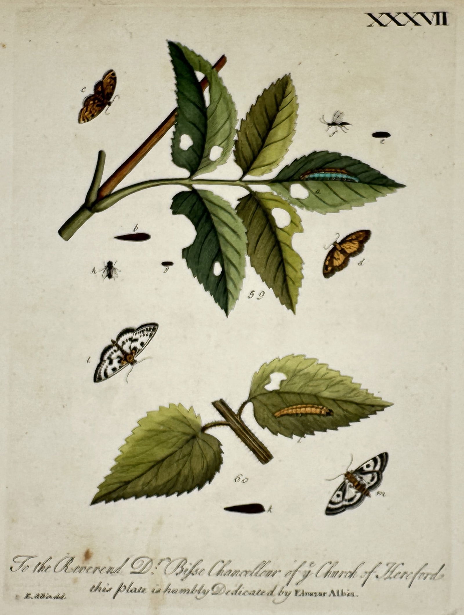 Eleazar Albin (Active 1690–1742) – Studies of Moths, Butterflies – Etching (1720): "XXXVII" is an etching featuring a scientific arrangement of several insect species in various life stages on botanical specimens. The composition includes several moths and butterflies with patterned