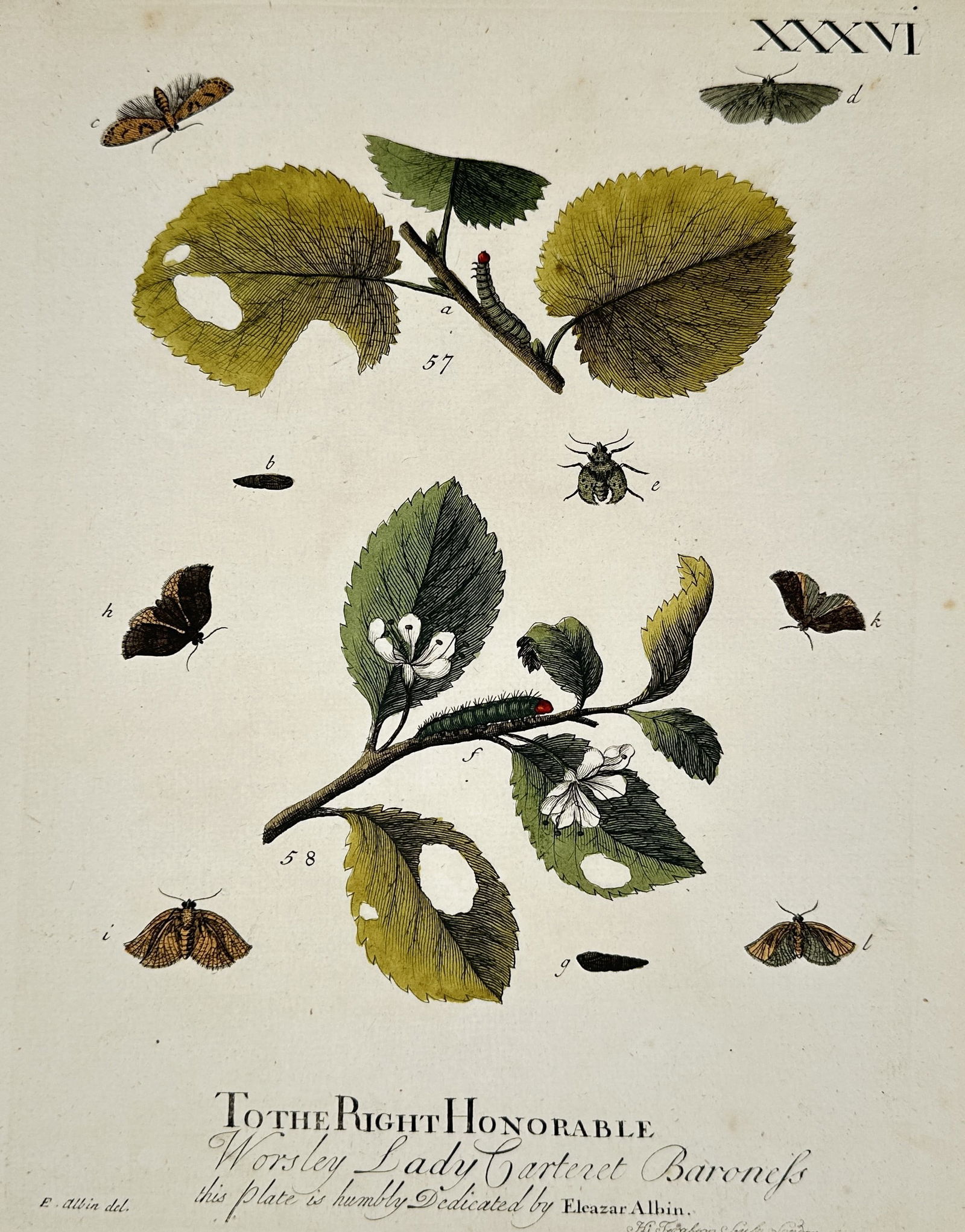 Eleazar Albin (Active 1690–1742) – Studies of Moths, Butterflies, and Caterpillars – Etching: "XXXVI" is an etching featuring a scientific arrangement of several insect species in various life stages on botanical specimens. The composition includes moths and butterflies with patterned wings at