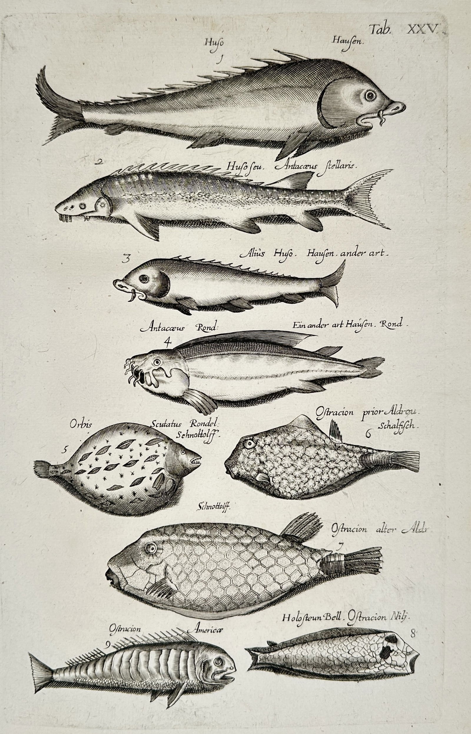 John Jonston (1603–1675) – Studies of Sturgeon and Exotic Fish Species – Engraving (1 of 2)
