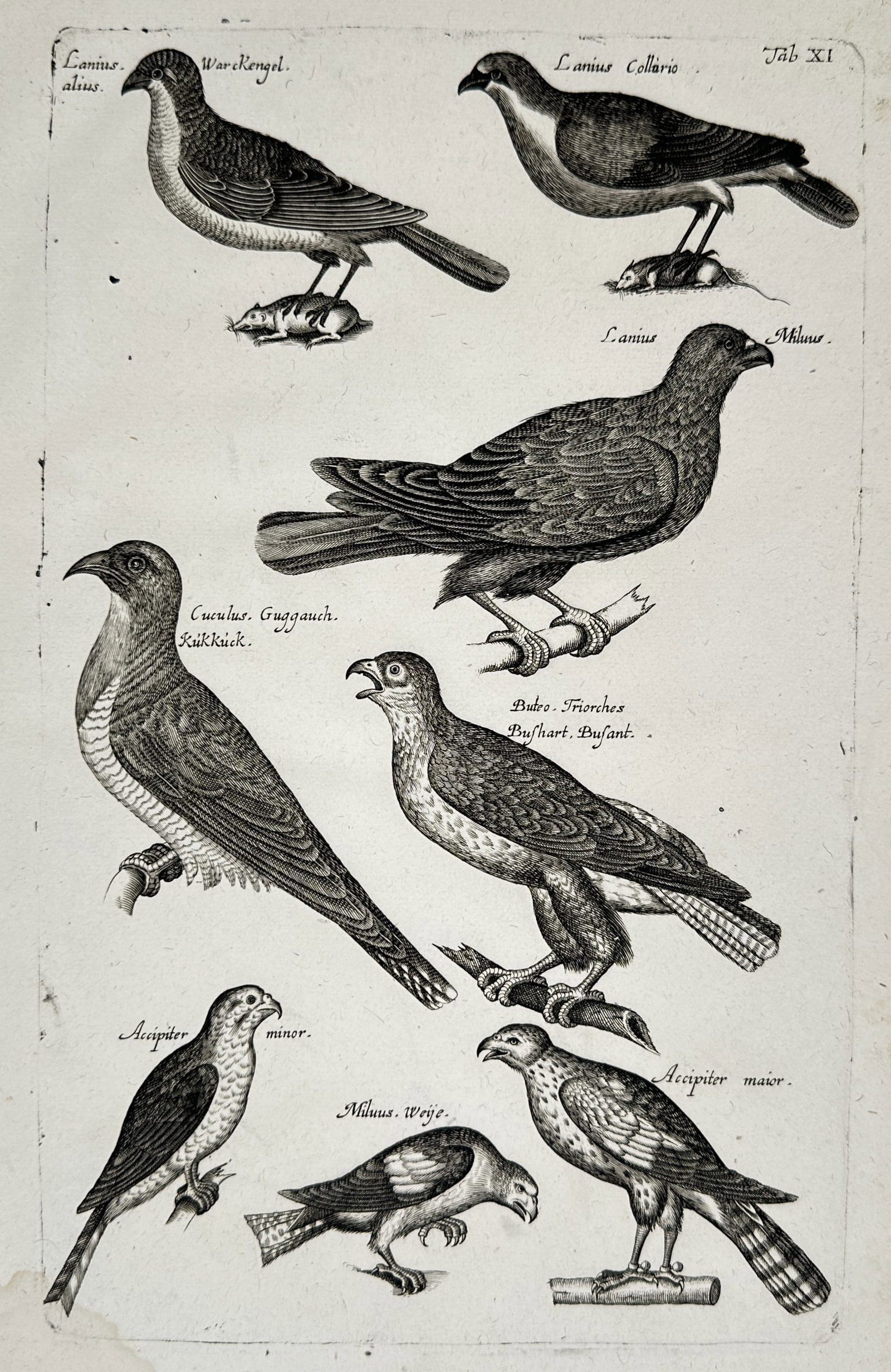 John Jonston (1603–1675) – Studies of Birds of Prey and Songbirds – Engraving (1650–1653) (1 of 2)