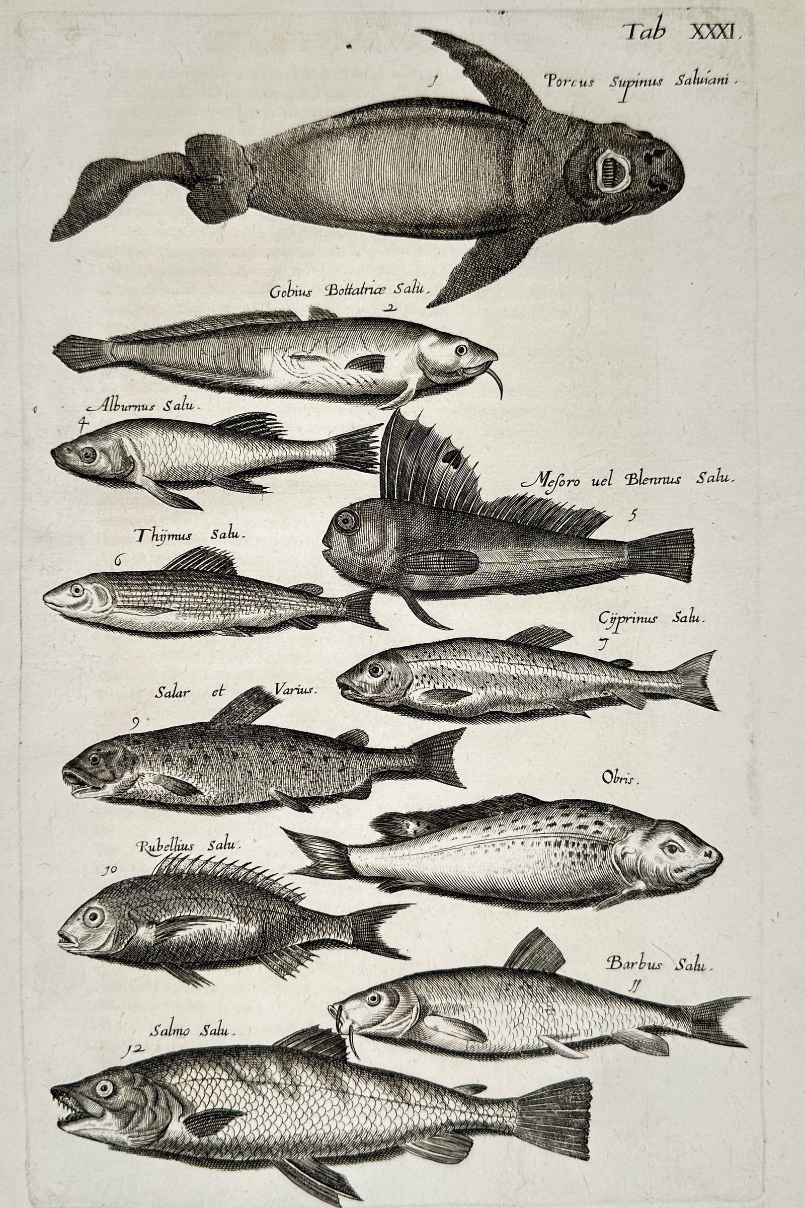 John Jonston (1603–1675) – Studies of Salmon, Trout, and Freshwater Fish – Engraving: "Tab. XXXI" is an engraving featuring twelve distinct zoological studies of freshwater and marine fish arranged in vertical succession. The composition includes various species of the salmonidae famil