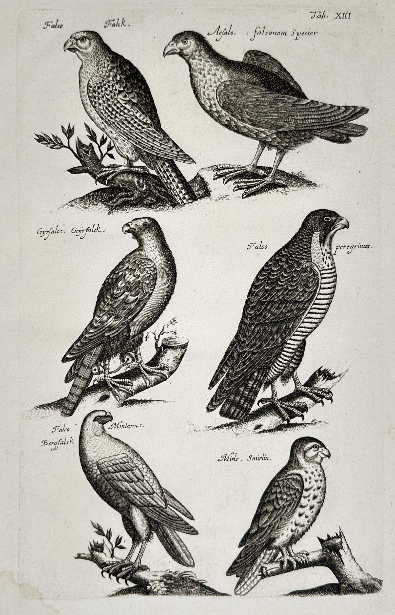 John Jonston (1603–1675) – Studies of Falcons and Birds of Prey – Engraving (1650–1653) (1 of 2)