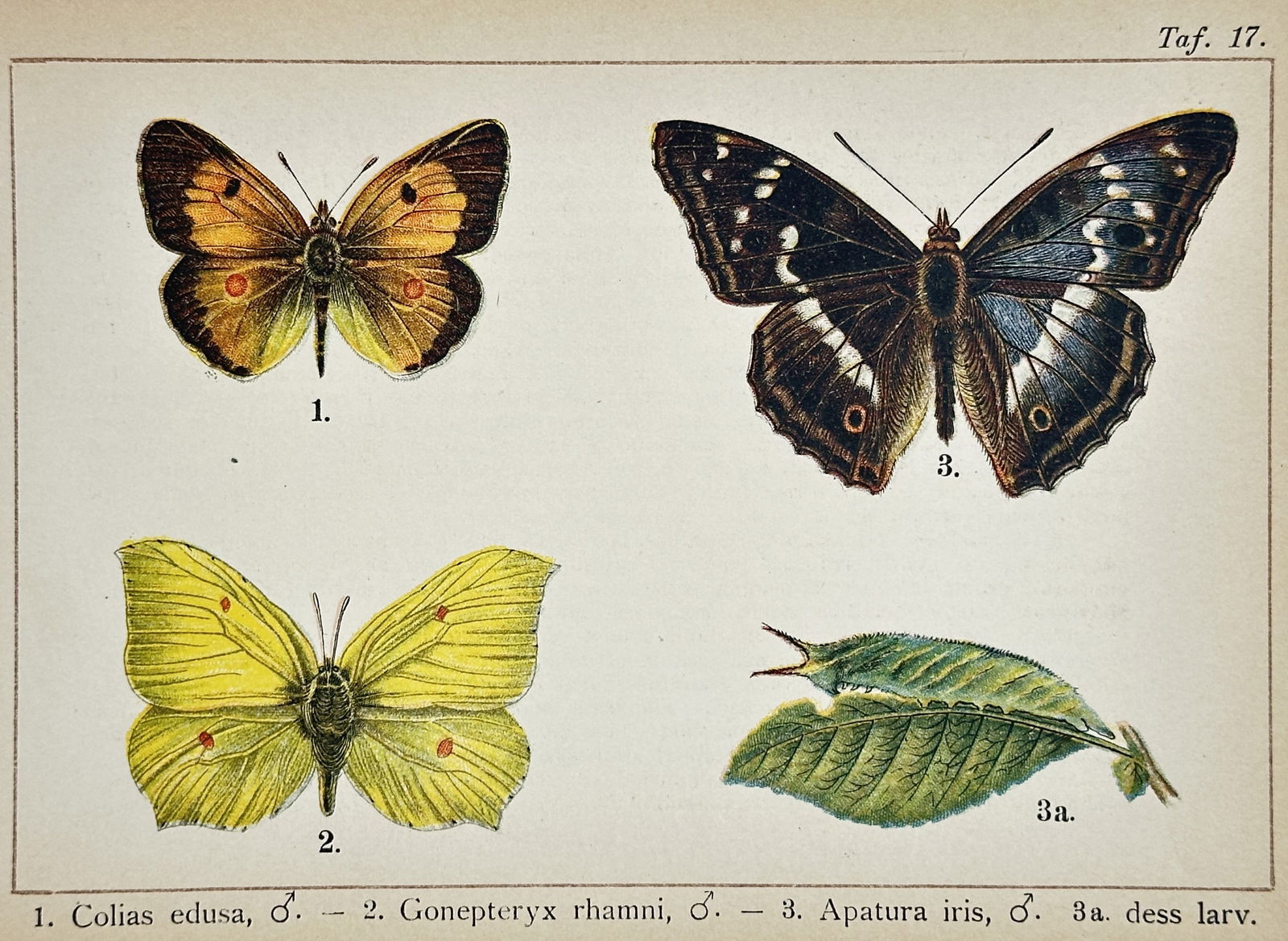 Gottfrid Adlerz (1858–1918) – Studies of Clouded Yellow, Brimstone, and Purple Emperor: Colias edusa, Gonepteryx rhamni, and Apatura iris is a lithograph featuring four scientific studies of lepidoptera. The composition displays a male Clouded Yellow butterfly with orange and black borde