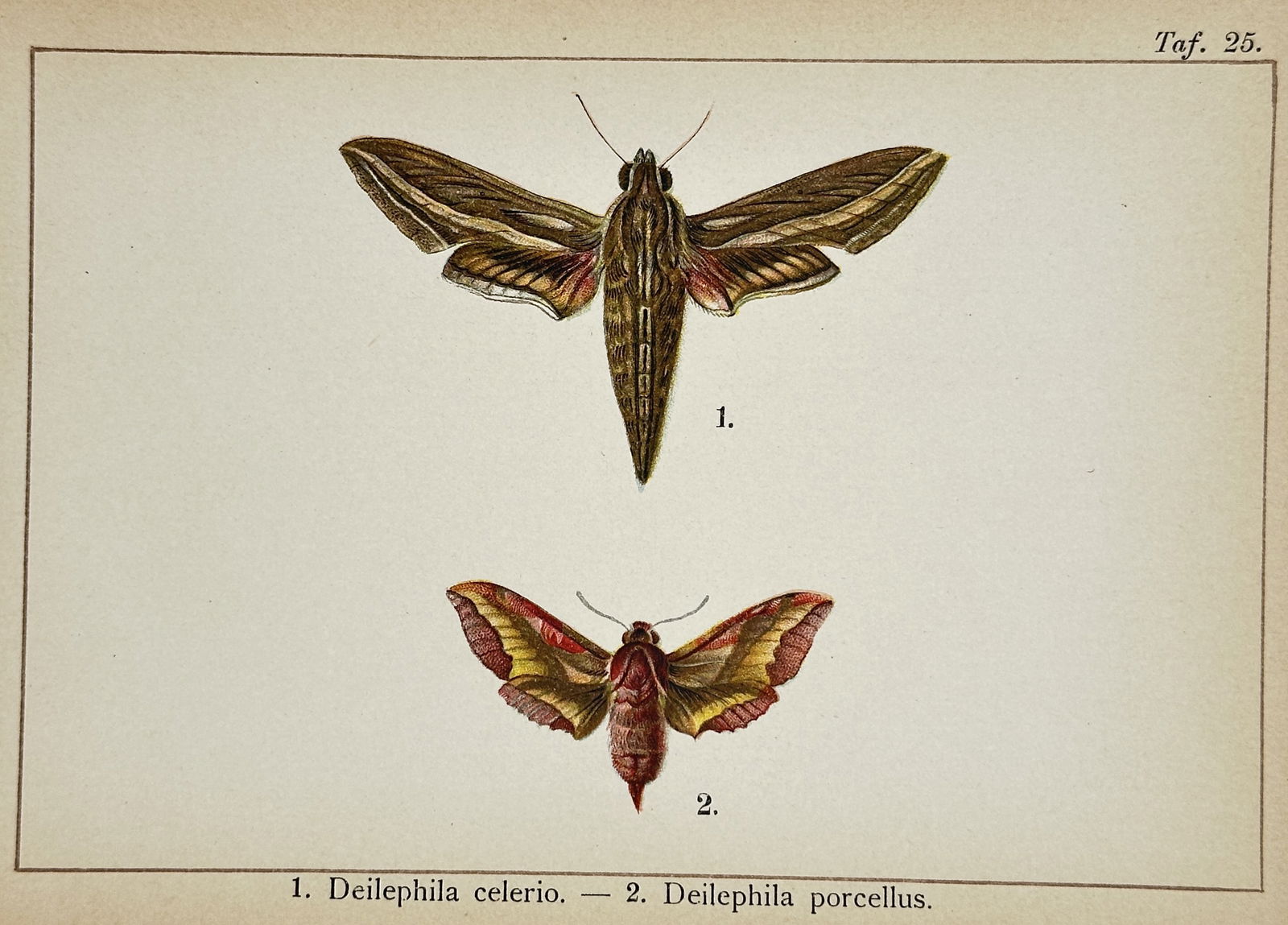 Gottfrid Adlerz (1858–1918) – Studies of Silver-striped Hawk-moth and Small Elephant Hawk-moth: Deilephila celerio. – 2. Deilephila porcellus is a lithograph featuring two scientific studies of hawk-moths. The upper study displays a Silver-striped Hawk-moth with long, narrow brown wings marked