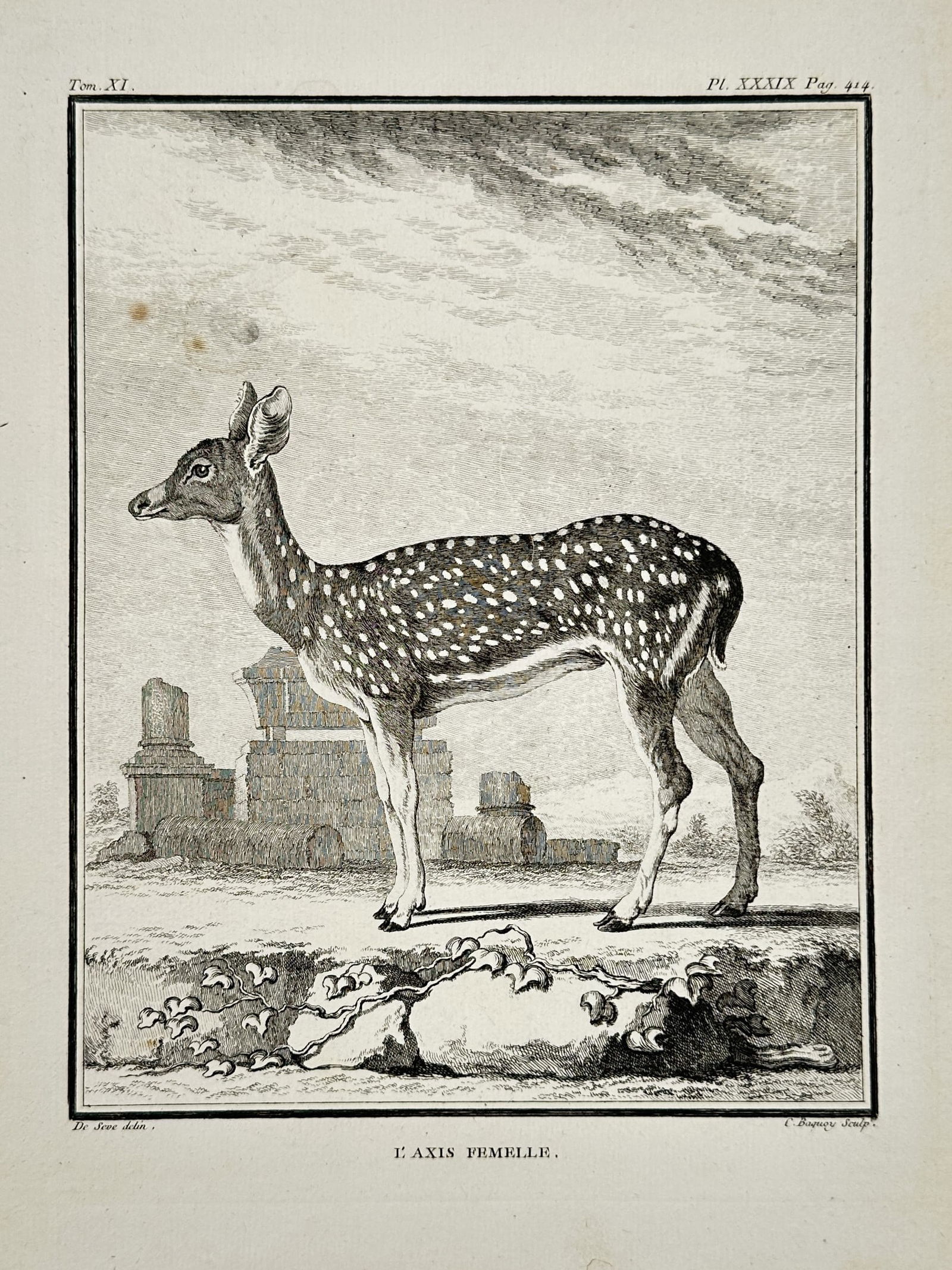 Jacques de Sève (Active 1742–1788) – Study of a Female Axis Deer – Engraving (1764) (1 of 2)