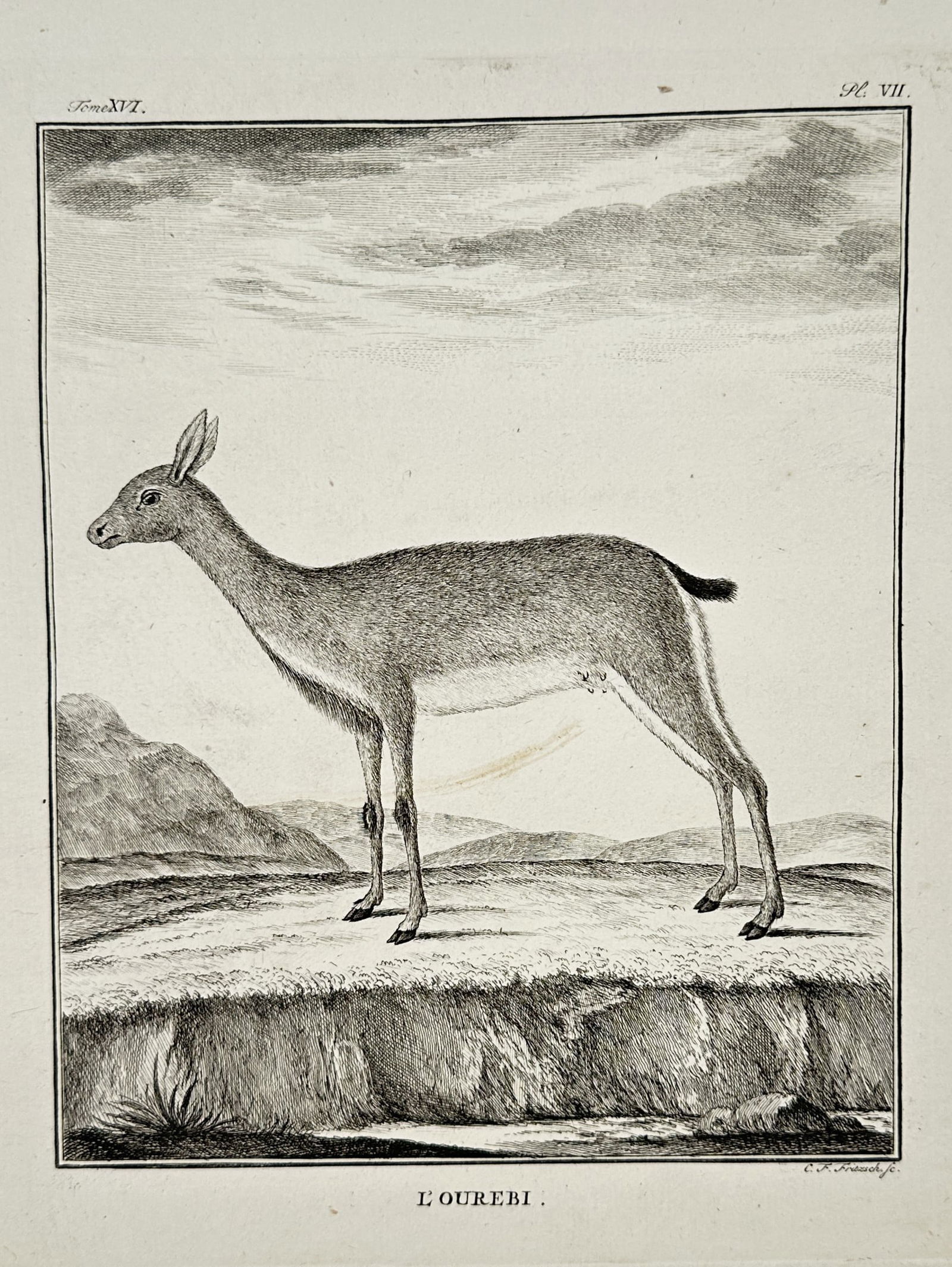 Jacques de Sève (Active 1742–1788) – Study of an Ourebi – Engraving (1764) (1 of 2)