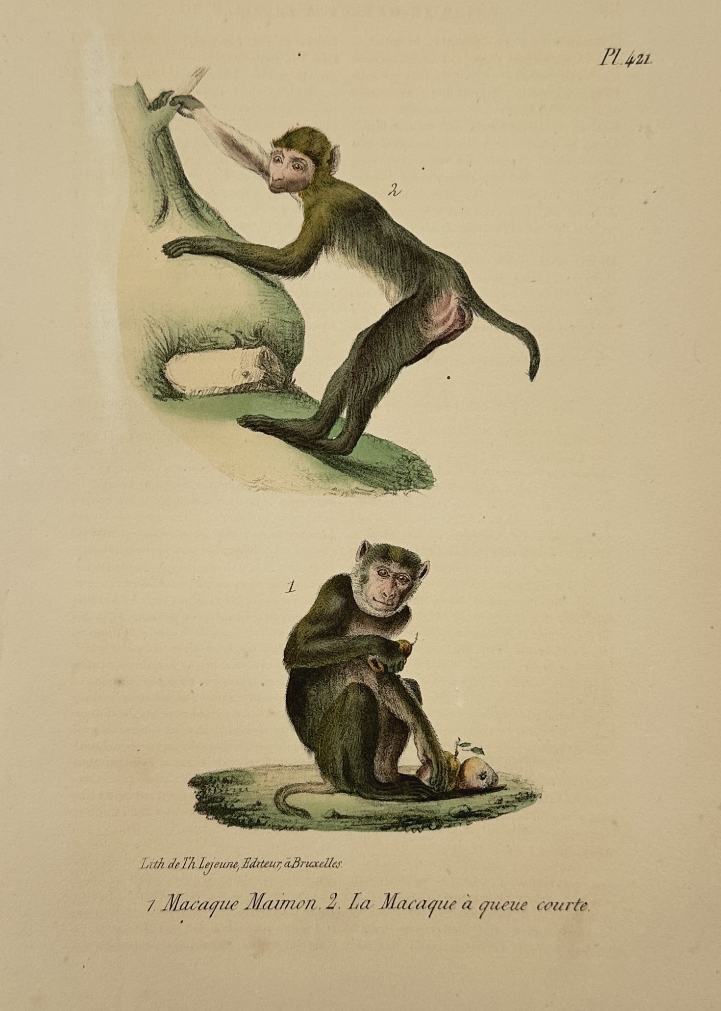 George-Louis Leclerc, Comte de Buffon (1707-1788) – Macaque Maimon and Short-tailed Macaque: "1. Macaque Maimon 2. La Macaque à queue courte." This hand-coloured lithograph features two distinct species of macaques in a naturalistic arrangement. The upper figure, identified as a short-tailed