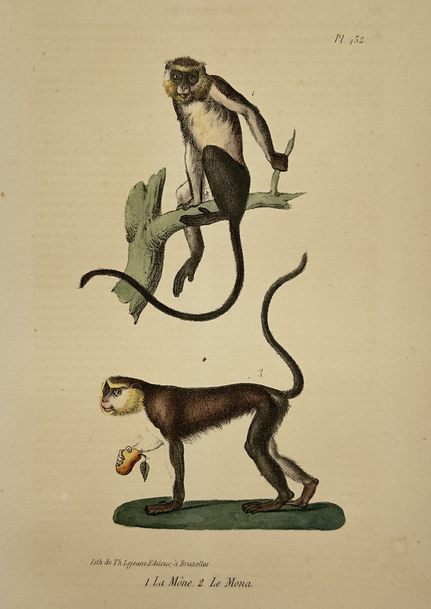 George-Louis Leclerc, Comte de Buffon (1707-1788) – Mona Monkey and Campbell's Mona Monkey: "1. La Mone 2. Le Mona." This hand-coloured lithograph features two distinct species of mona monkeys in naturalistic poses. The upper figure, identified as a Campbell's mona monkey, is shown perched o