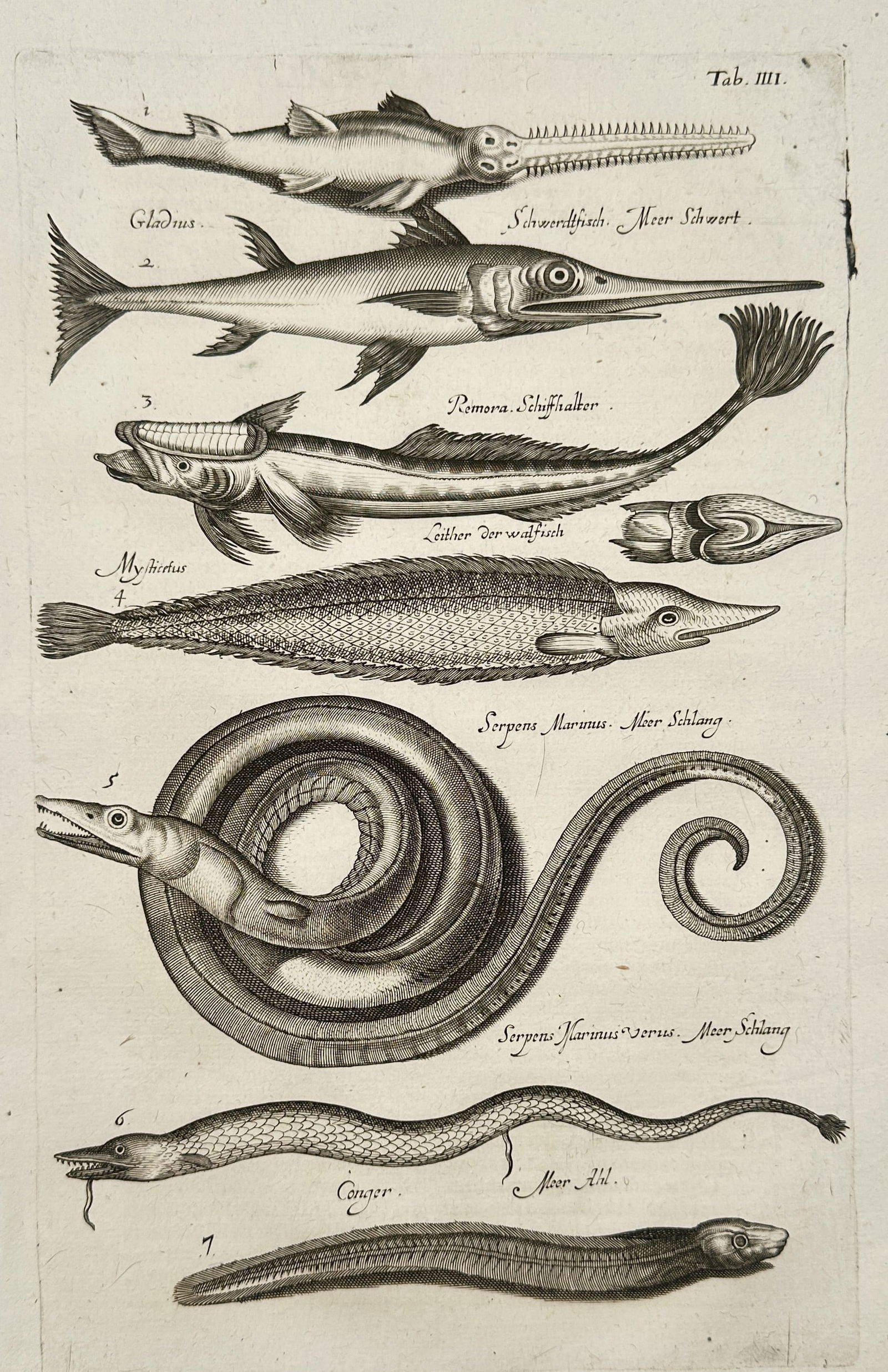 Johannes Jonston (1603–1675) – Bivalves, Barnacles, and Mollusks – Engraving (1657) (1 of 2)