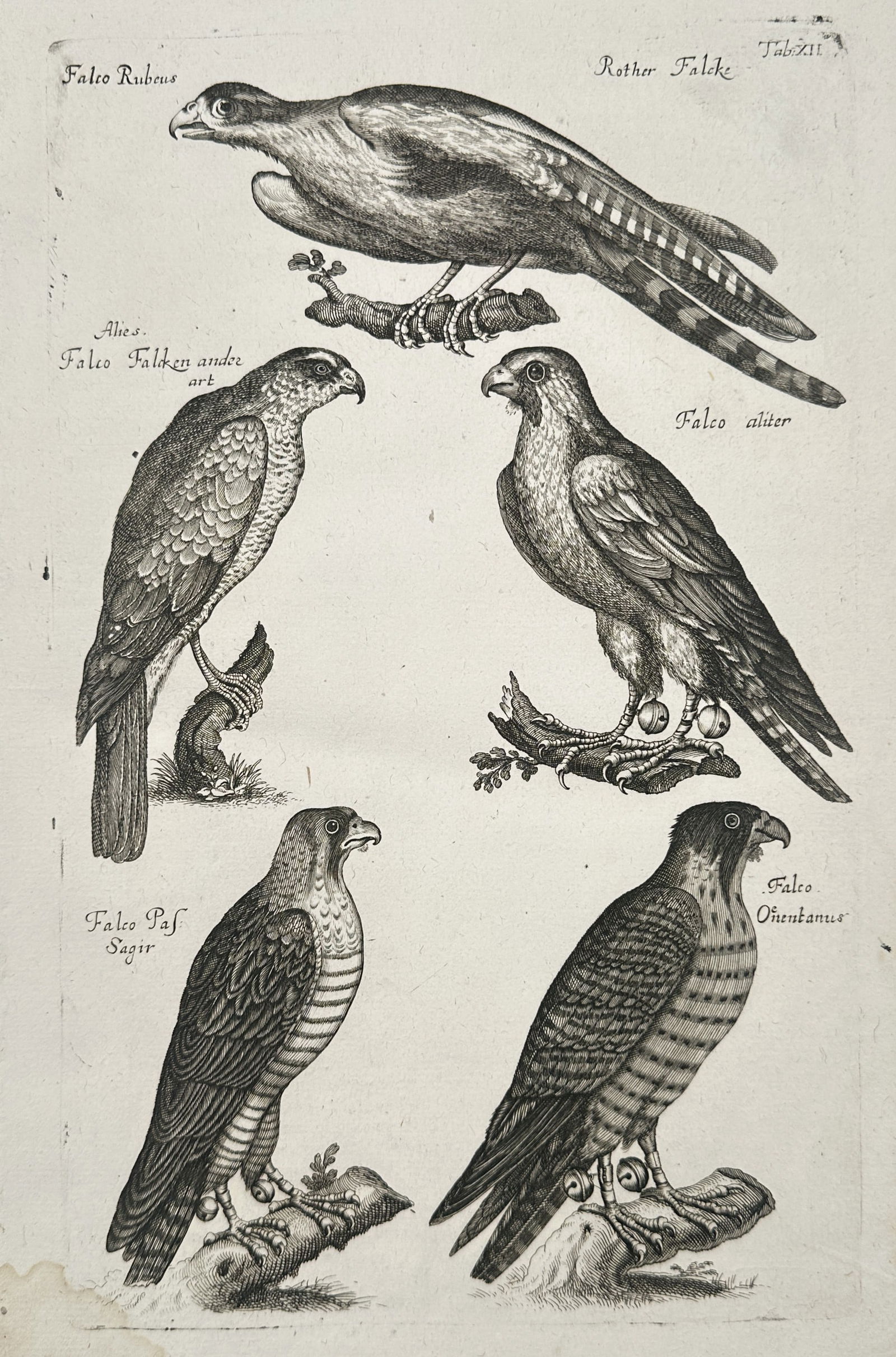Johannes Jonston (1603-1675) – Falcons and Birds of Prey – Etching (1657) (1 of 2)