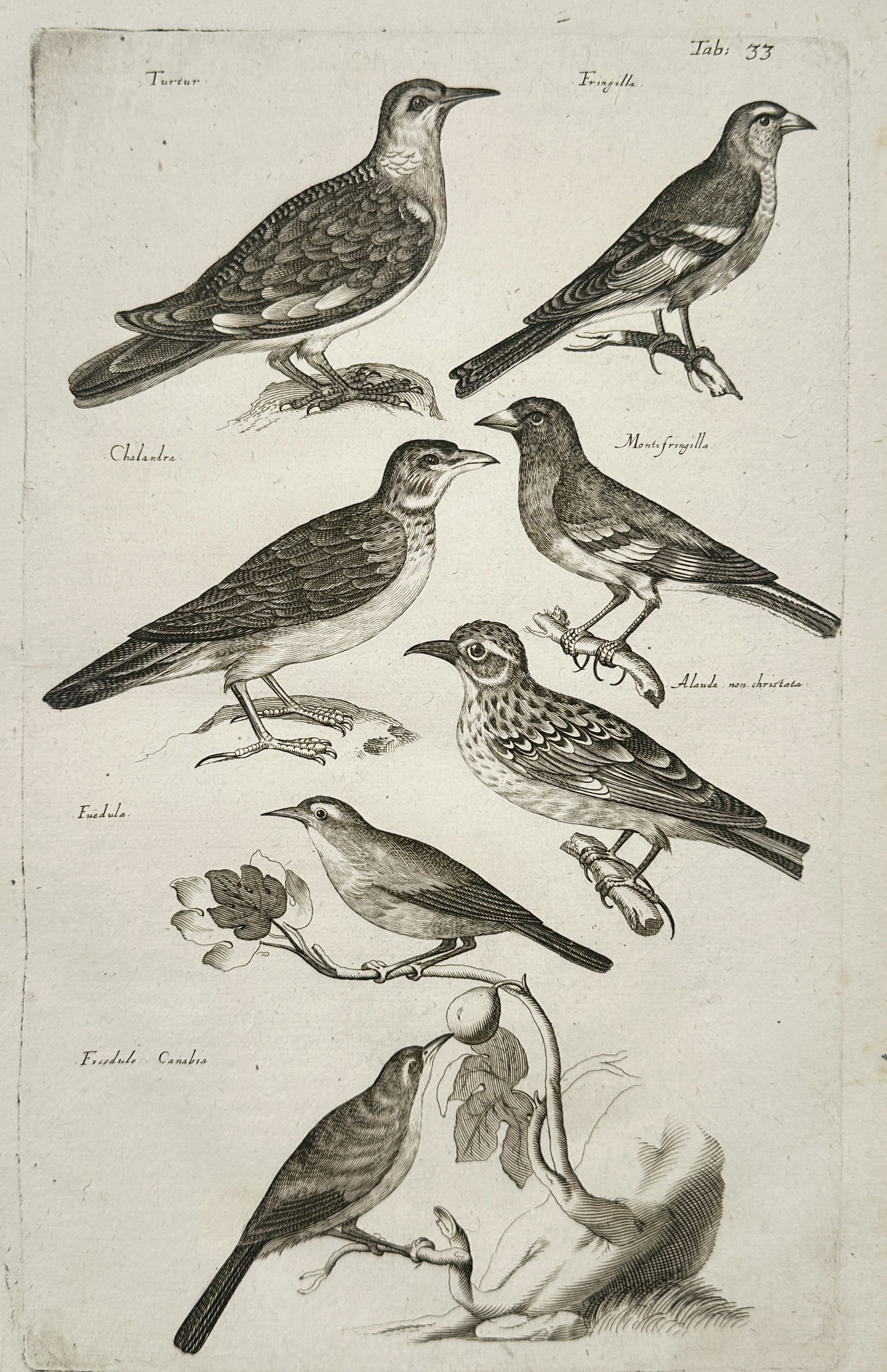 Johannes Jonston (1603-1675) – Finches, Larks, and Songbirds – Etching (1657) (1 of 2)