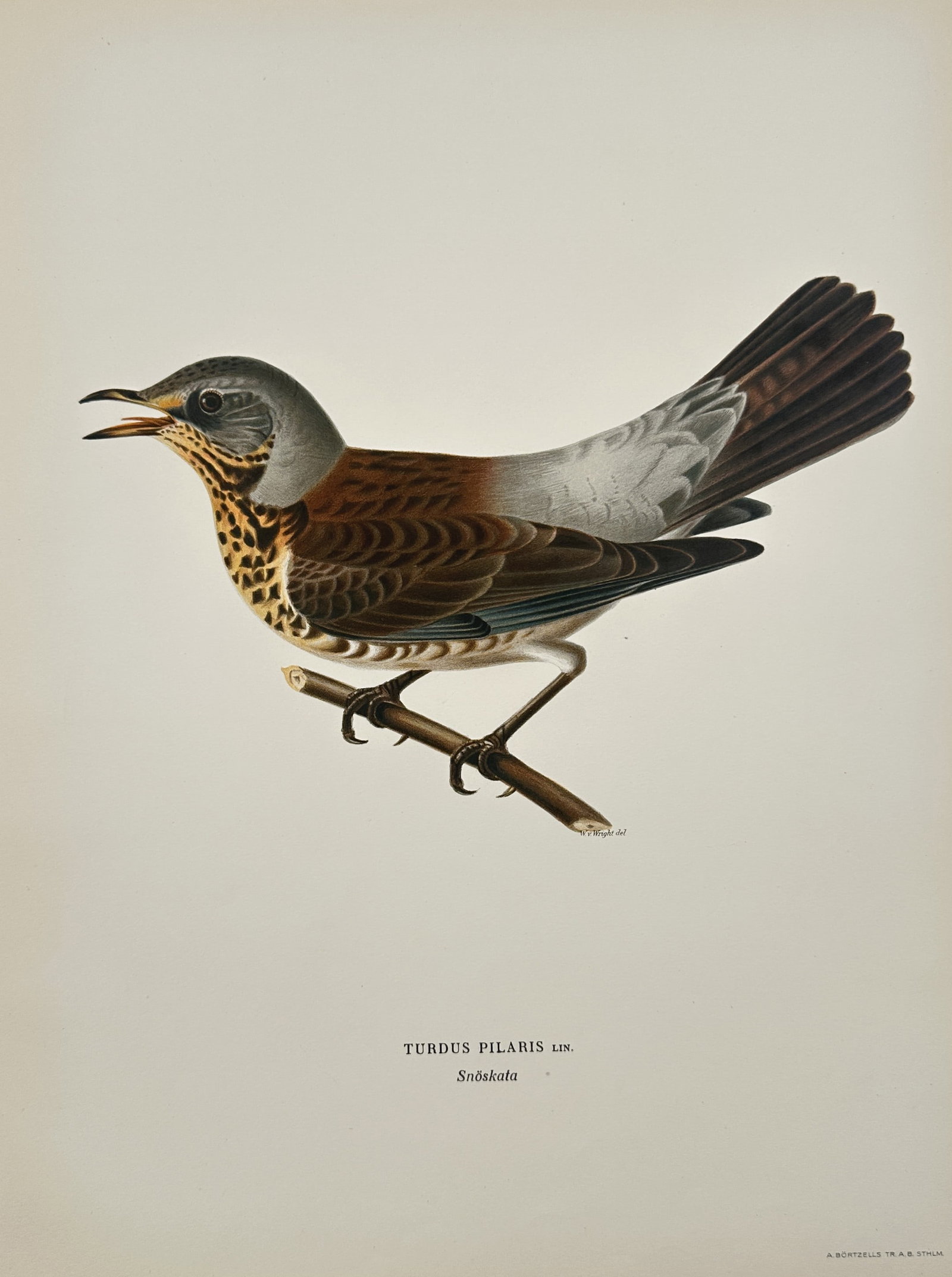 Wilhelm von Wright (1810-1887) – Fieldfare – Lithograph (1920s): "Turdus Pilaris Lin. Snöskata" This lithograph presents a detailed natural history study of a Fieldfare perched on a slender branch. The bird is depicted with its beak slightly open, showcasing its c