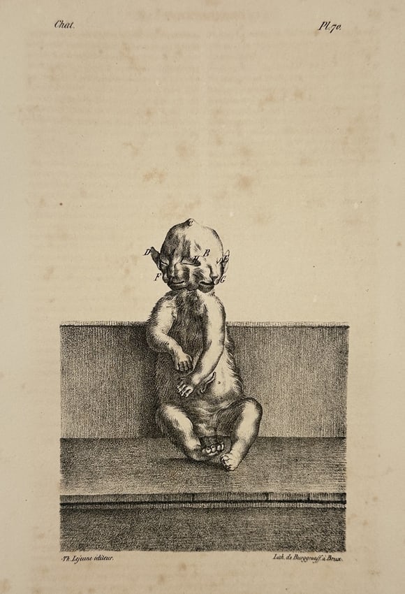 Georges-Louis Leclerc, Comte de Buffon – Anatomical Study of a Feline Specimen - Lithograph (1 of 2)