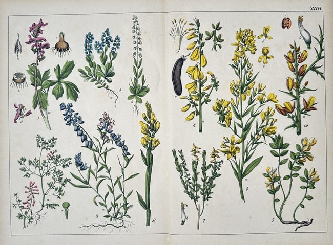 Jacob Sturm (1771–1848), after – Botanical Illustrations (Plate XXXIV) – Chromolithograph (1 of 2)