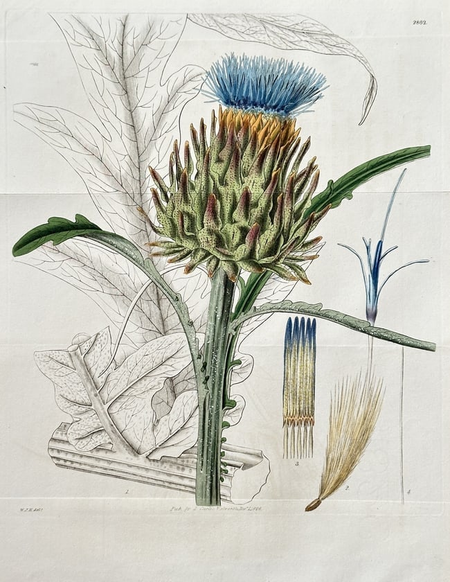 Samuel Curtis (1746–1799) – Artichoke – Hand-coloured engraving (1828) (1 of 2)