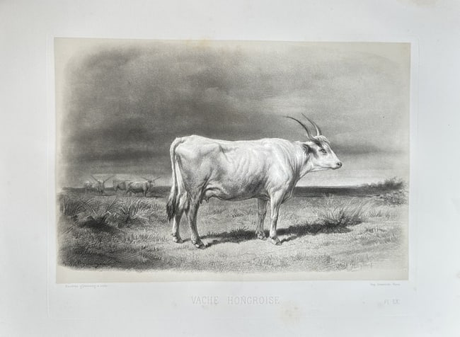 Emile Baudement (1819–1886) – Hungarian Cow – Lithograph (c. 1845): This lithograph is a zoological illustration from a 19th-century edition of Buffon’s Histoire Naturelle. The print, titled "Vache Hongroise," depicts a cow with long horns standing in a landscape. T